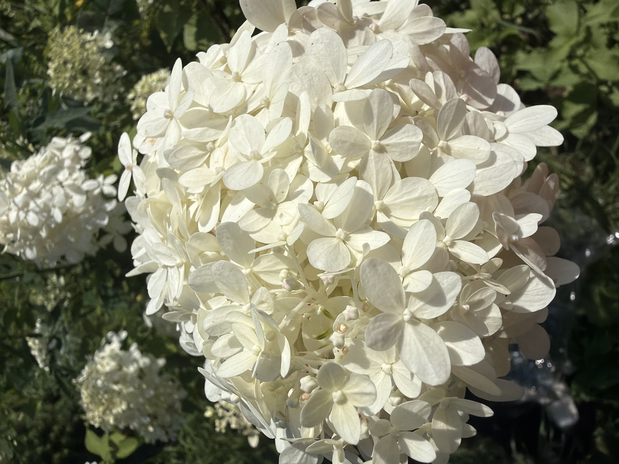 A close-up, upward-facing shot captures a large, spherical cluster of white hydrangeas bathed in bright sunlight. The foreground is dominated by the dense blooms, each petal distinct and slightly curved, creating a textured surface. Subtle hints of pink are visible on some of the smaller buds. In the background, out-of-focus foliage and more hydrangeas provide a soft green and white backdrop, suggesting a garden setting in Gribki, Russia. The lighting creates dappled shadows on the petals, adding depth to the composition.