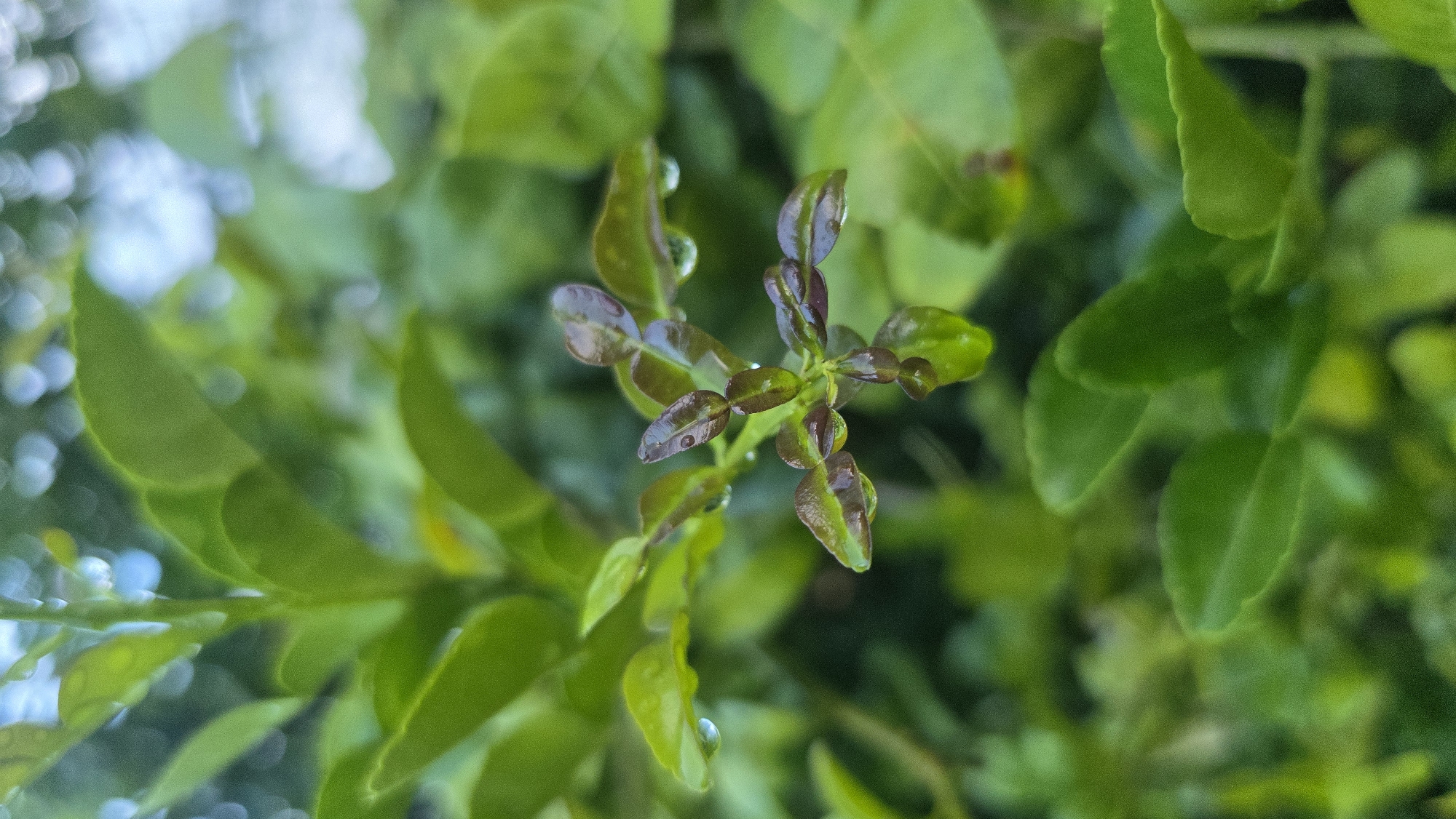 A close-up, eye-level shot shows a cluster of green and purplish leaves, possibly a citrus plant, with small water droplets on some of the leaves. The background is a mix of similar foliage in varying shades of green, creating a blurred depth of field. The location, Lhokseumawe, Indonesia, cannot be verified from the image alone.