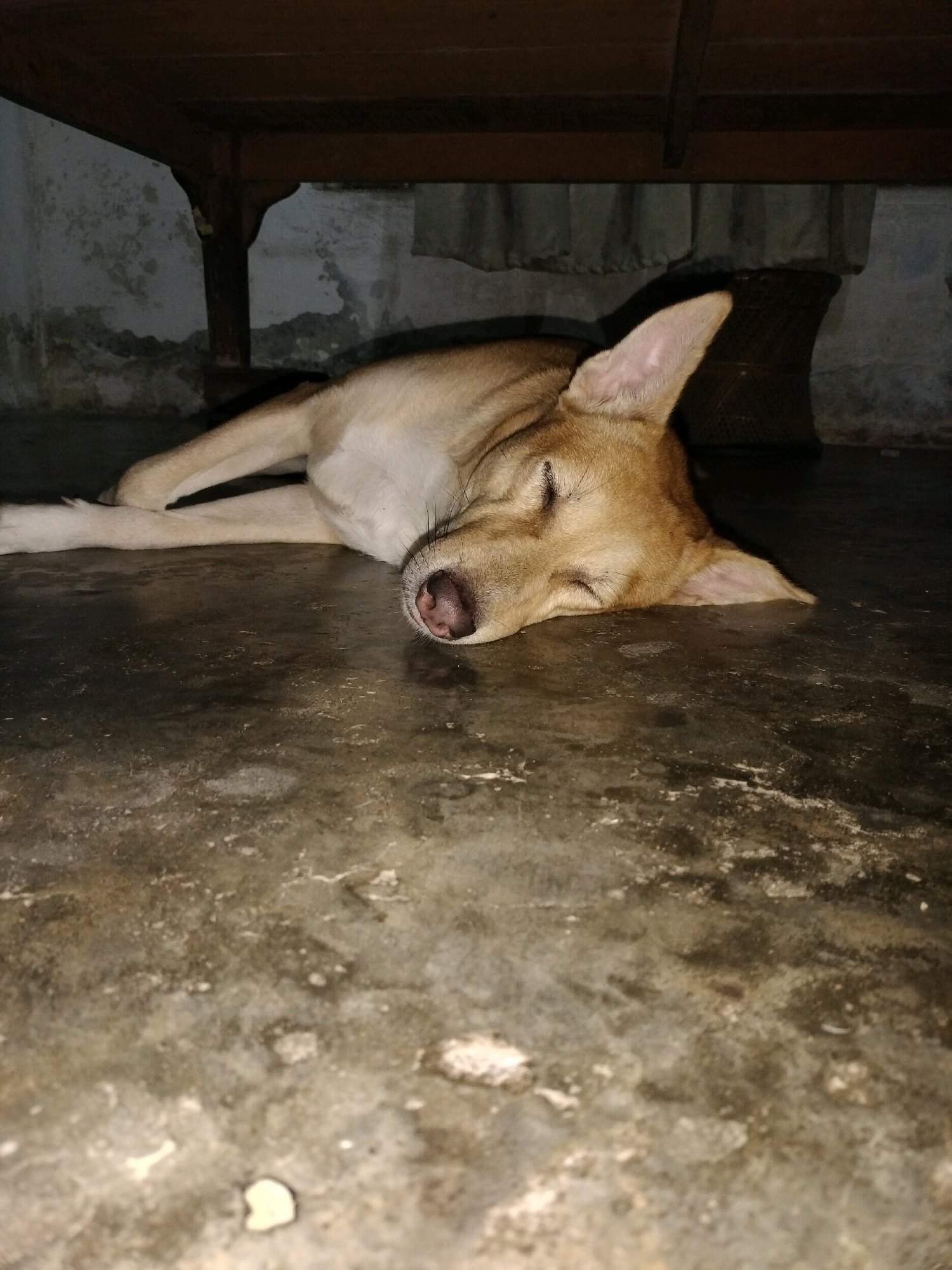 A light brown dog sleeps peacefully on a dark, mottled concrete floor. The dog is lying on its side with its eyes closed, its head resting on the floor. Its paws are extended in front of it. The background is dimly lit, with a wooden table or structure visible above the dog. The wall behind the dog is textured and appears somewhat worn. There are no people or other animals visible in the image. The scene appears to be indoors, possibly in a shelter or an outdoor covered area. The overall impression is one of quiet repose.