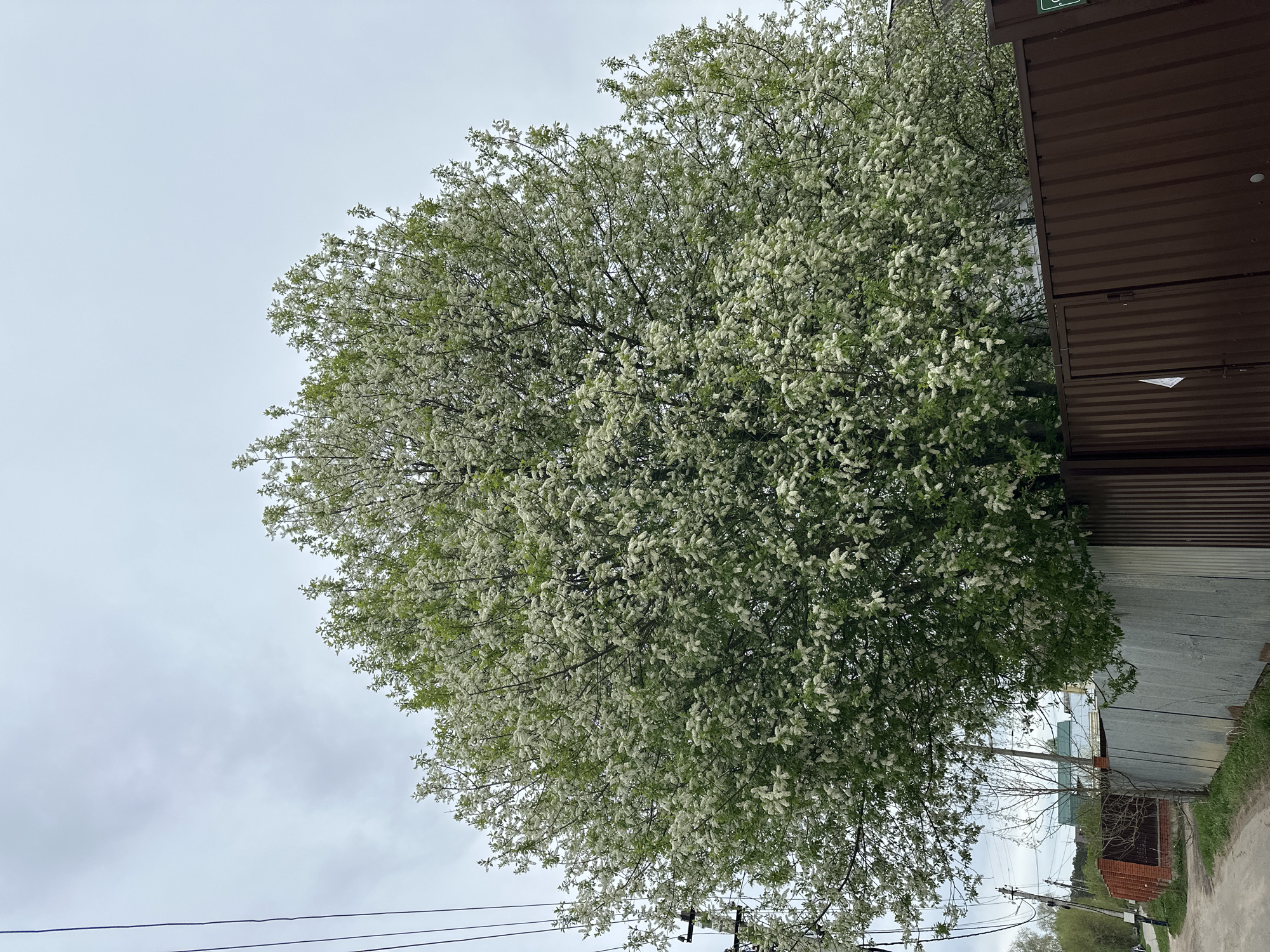 The image depicts a large, fully blooming tree with white flowers, possibly a bird cherry or similar species, located in слобода Старая, Russia. The sky is overcast. Adjacent to the tree is a brown corrugated metal building or shed, and a galvanized metal fence is also visible. A dirt or gravel road runs along the right side of the image, with some green vegetation along the roadside. Utility poles and wires are visible in the lower left corner.