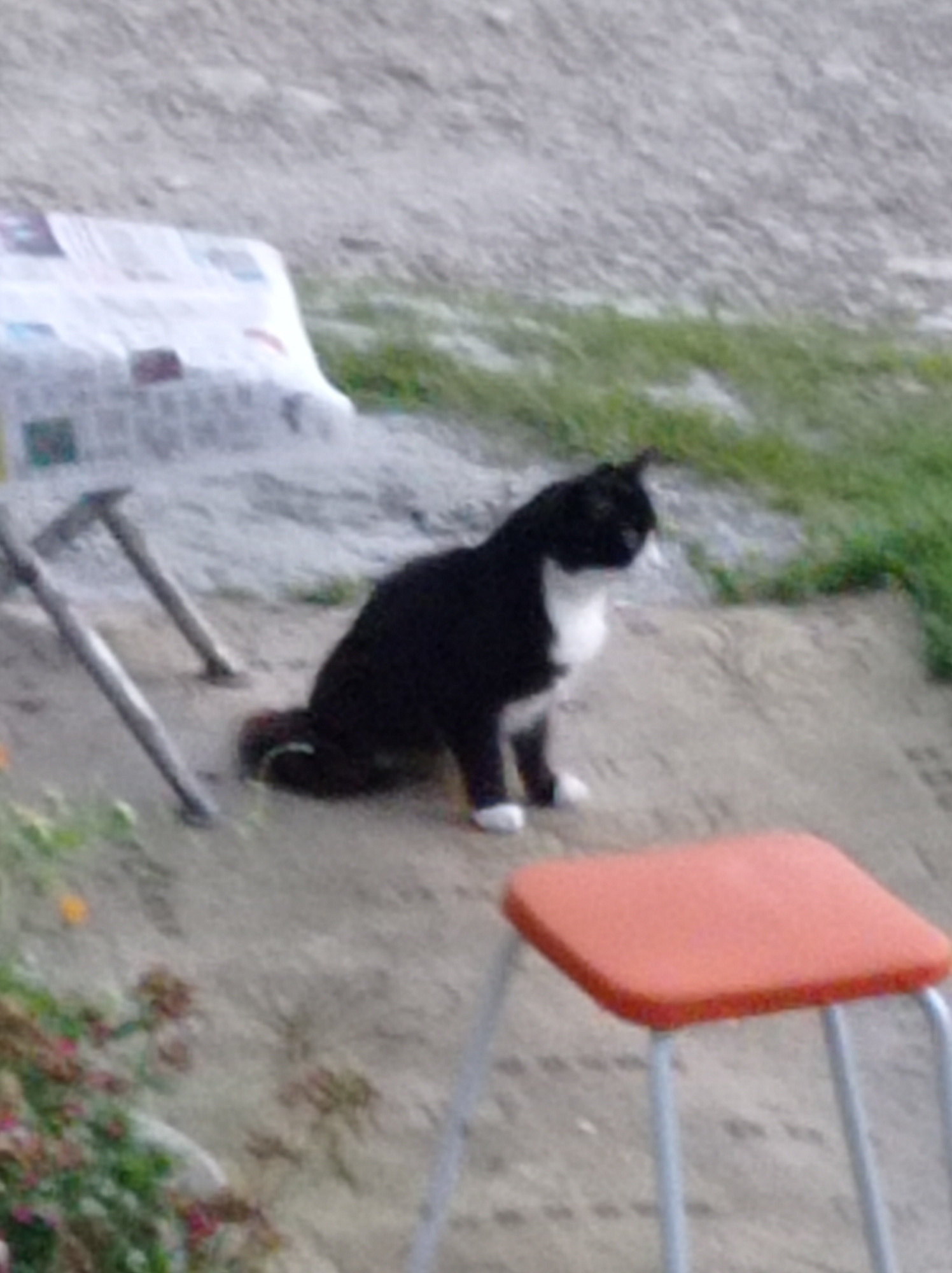In Degtyarsk, Russia, a black and white cat is depicted in an outdoor, possibly rural or industrial setting. The cat is sitting on sandy ground, with its body facing towards the right of the frame and its head turned slightly to the left. It has white markings on its chest, paws, and chin. In the background, there is a blurred white object that appears to be covered in newspapers, and further back, a patch of green grass is visible. To the left of the cat, two angled wooden poles are planted in the ground, part of an apparent structure. In the foreground, a red stool with metal legs is positioned at an angle. The overall environment is dusty and appears to be outdoors.