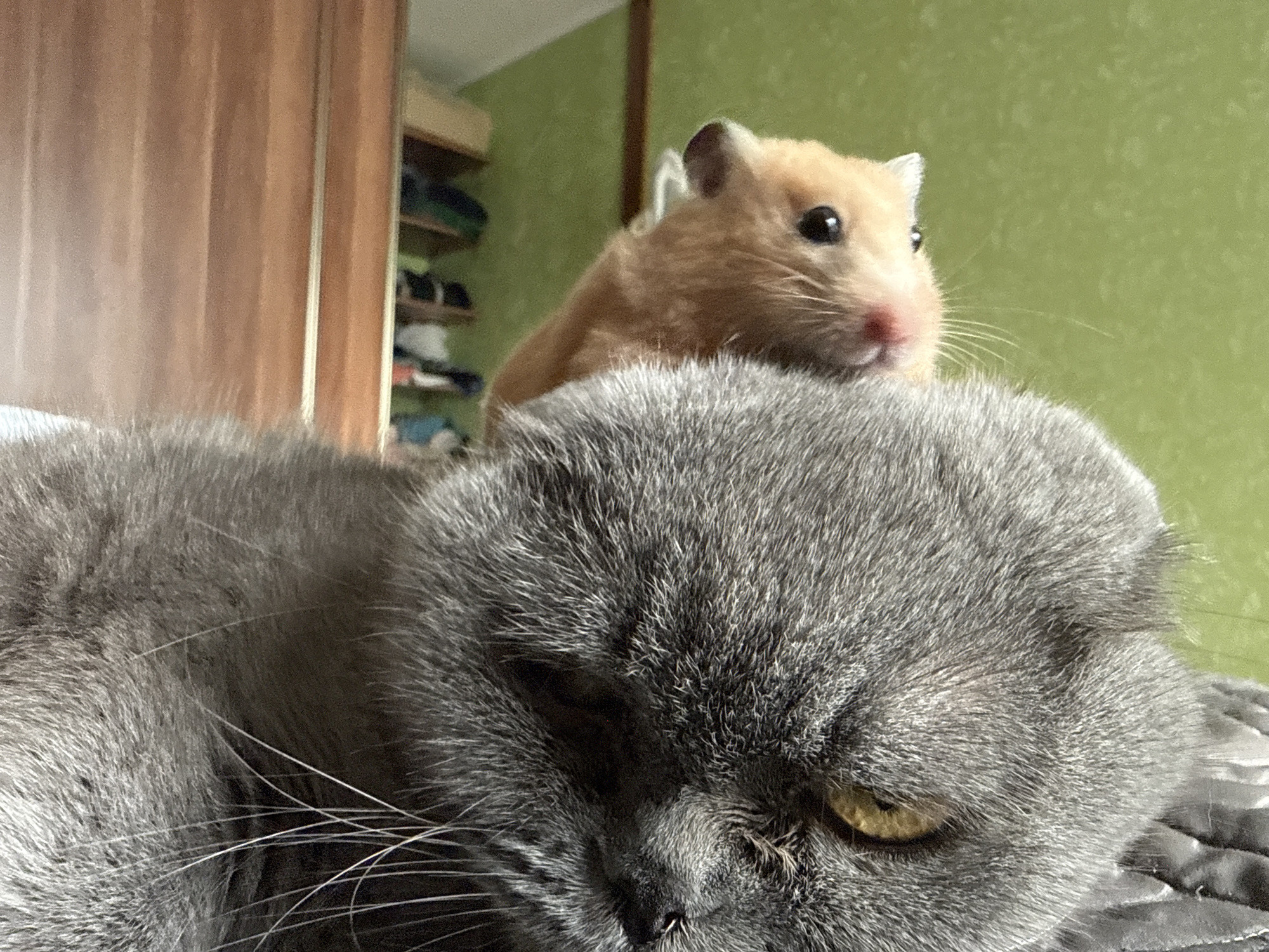 In an indoor domestic setting, a grey cat with a calm expression is lying down, with its face filling the foreground of the image. Perched on the cat's head is a small, light brown hamster, looking to the right with its dark eyes and pink nose visible. The background shows a wooden wardrobe on the left and a green wall on the right, with shelves containing various items visible on the wall. There is no information in the image to suggest a location in Pastavy, Belarus.