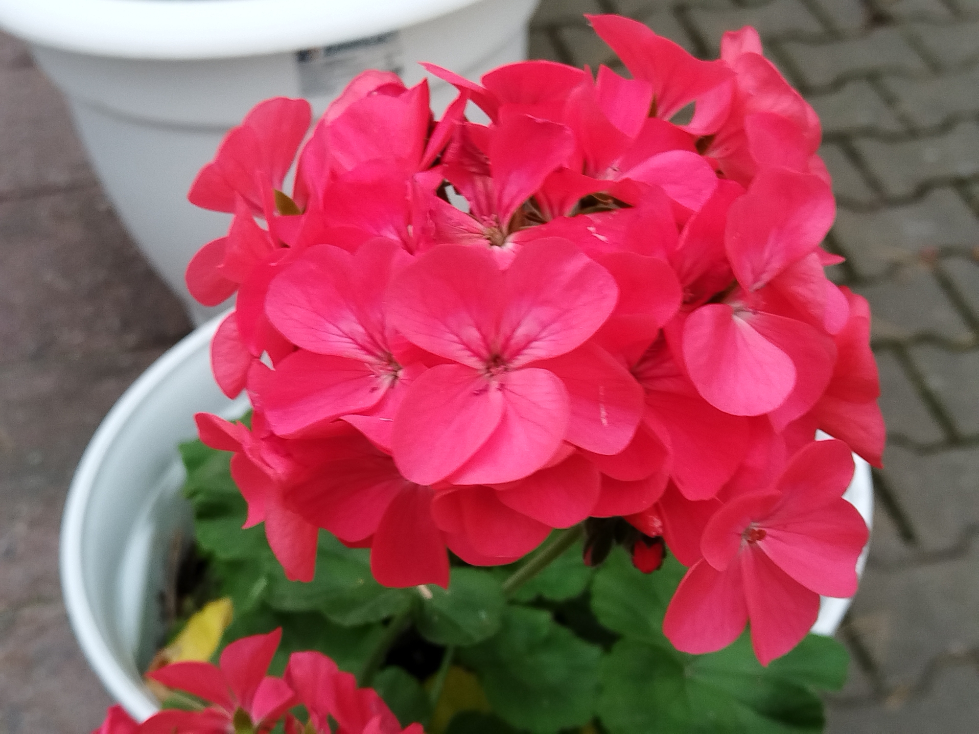A close-up shot captures a vibrant cluster of fuchsia-pink geranium flowers in full bloom. The flowers are densely packed, with delicate petals displaying intricate vein patterns. The petals are slightly curled and textured, creating a sense of depth and dimension. Some of the flowers are fully open, revealing their centers, while others are still in bud formation. The surrounding foliage is lush and green, providing a striking contrast to the bright flowers. The flowers are housed in a white pot, which is partially visible at the bottom of the frame. The background features a blurred pattern of interlocking grey pavers, suggesting an outdoor setting. The lighting appears to be natural and diffused, casting soft shadows and highlighting the rich colors of the flowers. The image seems to be taken in a garden or outdoor urban environment, possibly within the vicinity of Хідрынскі сельскі Савет, Belarus, given the context provided.