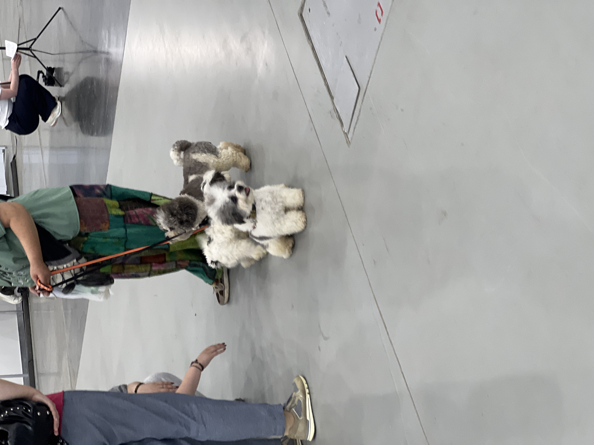 The image depicts a floor-level view of an indoor environment with a light gray tiled floor. In the foreground, two small dogs are visible. One dog, primarily white with some gray markings on its head and back, is facing the camera with its tongue slightly out. It is wearing a dark collar. Behind this dog, another dog with similar coloring, mostly gray and white, is partially visible. Both dogs appear to be on leashes.
Several people are partially visible in the background. To the left, a person wearing blue pants and tan sneakers is standing. Further back and to the right, another person in a green top and a colorful, patterned skirt is standing, holding an orange leash. Another individual is crouched in the far background. The environment appears to be a public indoor space, possibly an exhibition hall or a large event venue, given the flooring and the presence of multiple people and dogs. There is no specific indication of the city of Zelenaya Roshcha, Russia, in the image itself.