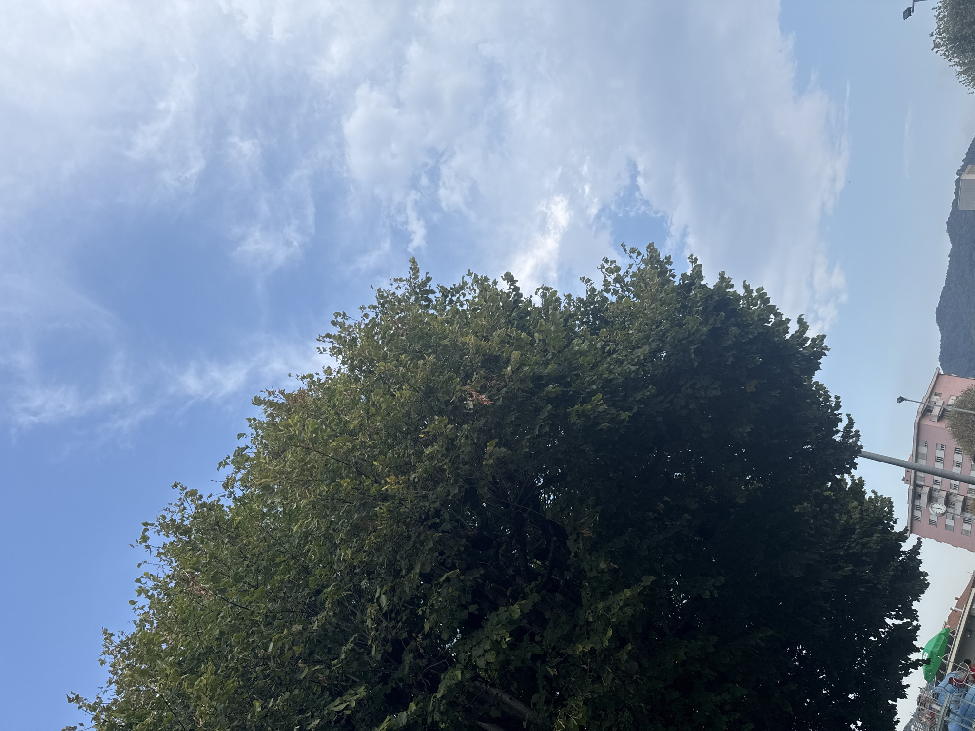 A street-level view shows the dense foliage of a large tree on the left side of the frame, its leaves a mix of green and some autumnal brown. The tree dominates the left and center of the image, obscuring a significant portion of the sky. The sky above is a clear blue with scattered white clouds.
In the background, on the right side, a multi-story pink building with numerous windows is visible. A circular clock face is affixed to the building. To the left of the pink building, a street lamp with a grey pole is present. Further left, at the bottom edge of the frame, a small section of a blue and green structure, possibly part of a playground, is visible. In the far distance, the outline of a mountain range can be seen against the sky. The scene appears to be on a bright, possibly sunny day, given the clear sky and the detail of the clouds. The overall impression is an urban environment with significant natural elements.