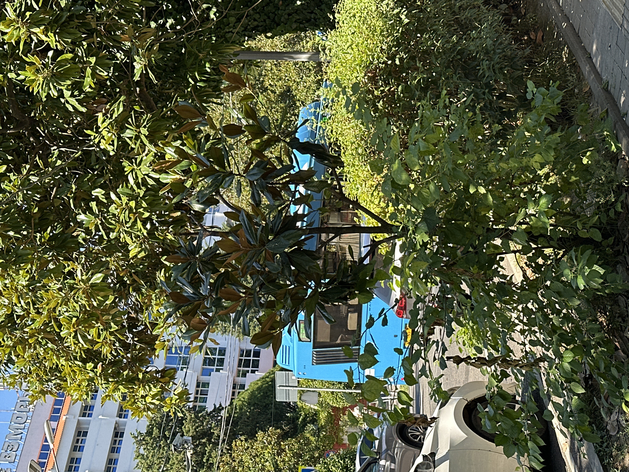A bright blue bus is partially obscured by trees and foliage on a sunny day in Sochi, Russia. The bus has tinted windows and a license plate visible. A white car is parked on the left side of the street, and another car is partially visible on the right. In the background, a white building with blue windows and the word "B3MOPM" (likely part of a Russian word) is visible. The scene appears to be a street with a sidewalk and trees lining the road.