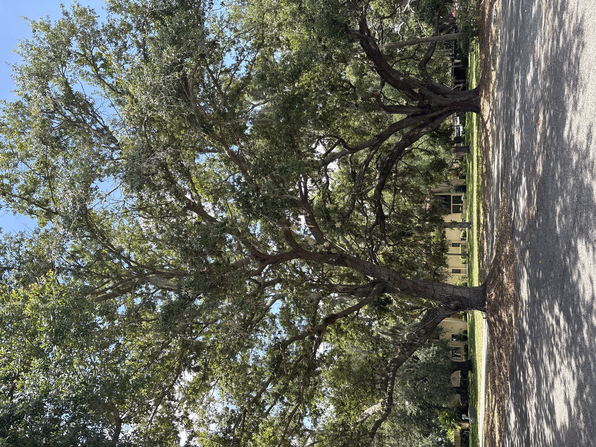This image shows two large, mature oak trees in the foreground, casting dappled shadows on an asphalt road. Spanish moss hangs from the branches of the trees, suggesting a humid, possibly coastal environment. In the background, a light-colored, single-story building with a tiled roof is visible, situated on a well-manicured lawn. The sky is clear and blue, indicating a sunny day. The presence of large oak trees and a single-story building with a tiled roof are consistent with the architectural styles and vegetation found in Bradenton, Florida. The overall scene depicts a residential or suburban setting within the city.