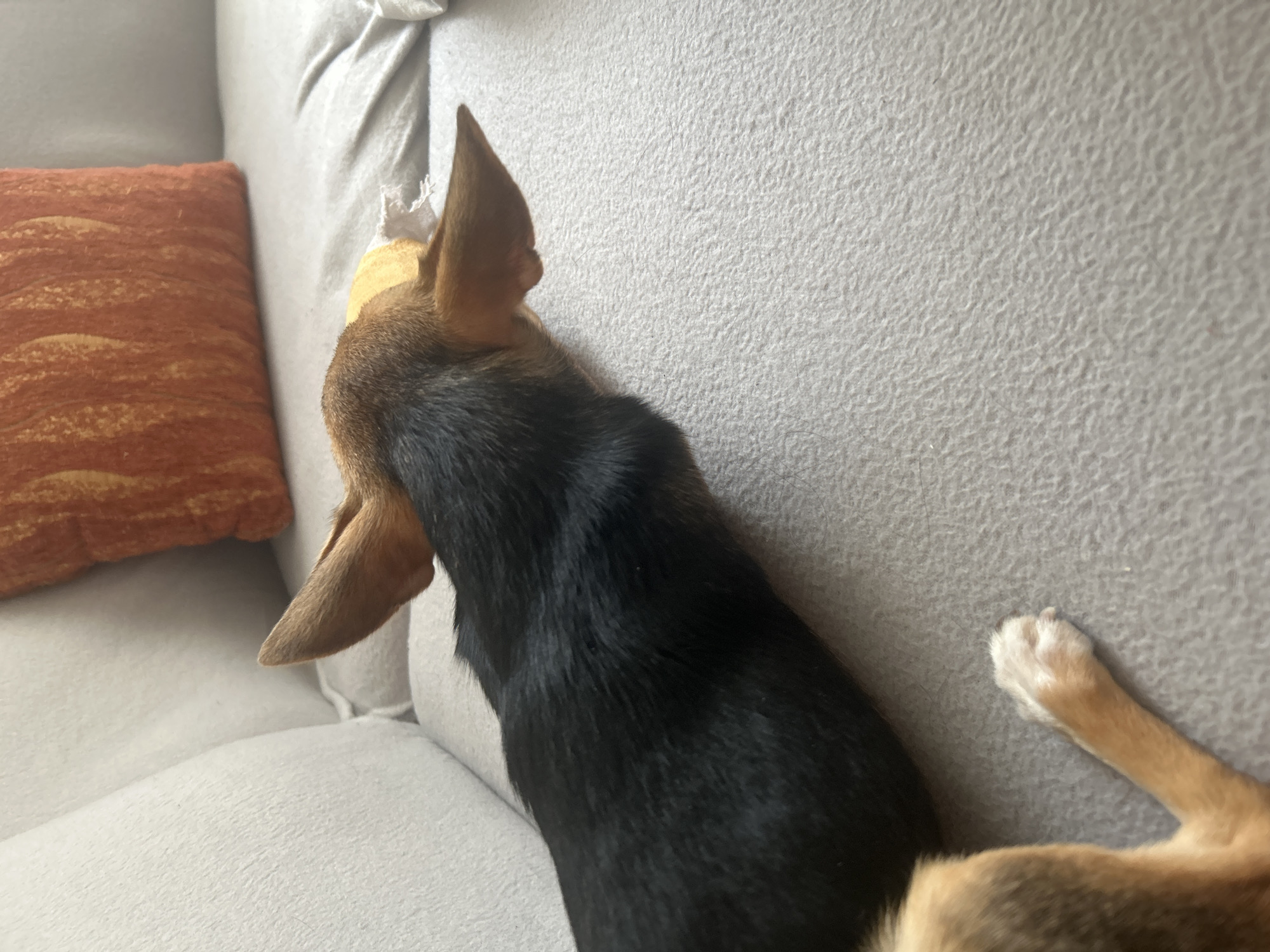 A black and tan dog lies on a light gray couch. An orange pillow is to the left of the dog. The dog's head is near the top of the frame, and its rear leg is visible in the lower right corner. No other details are discernible from this image. The location is not evident from the image.