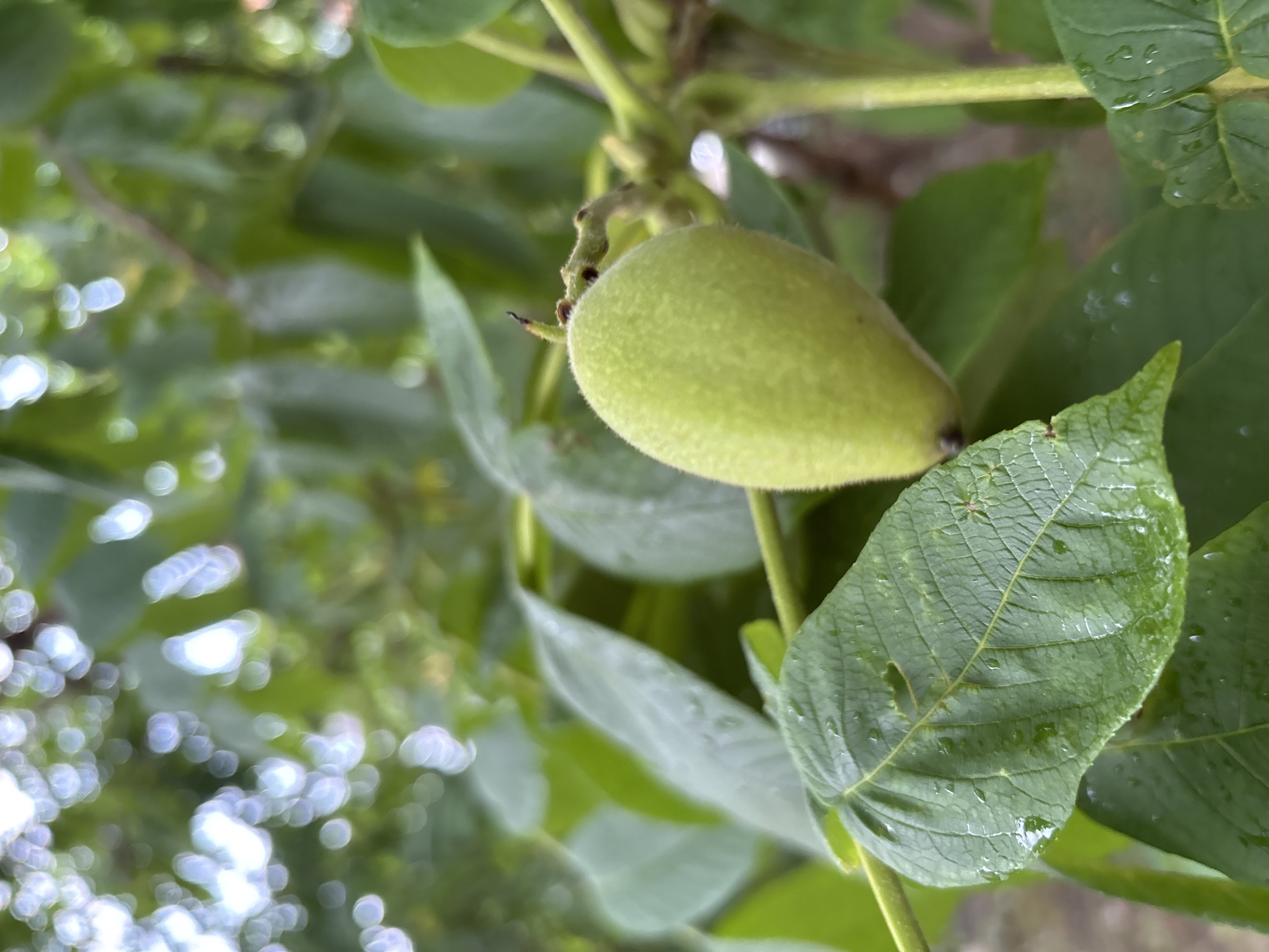A close-up, eye-level, vertical, medium shot captures a young, fuzzy green walnut on a branch, surrounded by lush green leaves in a natural outdoor environment. The walnut, positioned slightly left of center, is illuminated by soft daylight. The leaves, some with visible water droplets, are in varying states of focus, with the foreground leaves being sharper and the background leaves becoming progressively blurred, creating a shallow depth of field. The bokeh effect in the upper background suggests a tree canopy with dappled sunlight filtering through. The scene is devoid of any human presence or activity, and the overall mood is serene and natural. The location in Blagoveshchensk, Russia, cannot be determined from the visual information provided.