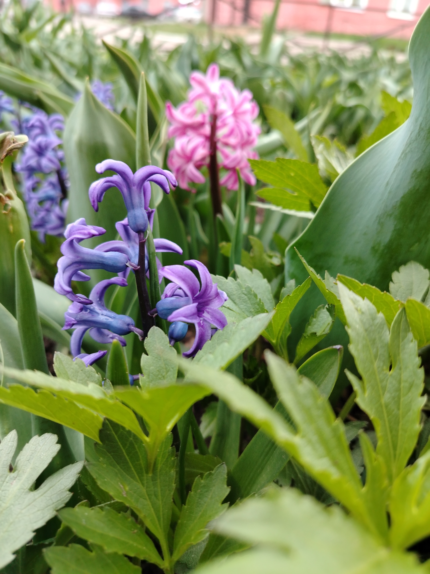 A close-up, low-angle photograph captures a vibrant spring garden scene, emphasizing the beauty of flowering hyacinths amidst dense green foliage. The primary subject, in sharp focus, is a cluster of purple hyacinth flowers located in the mid-ground, slightly to the left of the image center. These individual blooms exhibit a trumpet-like form with recurved petals, displaying shades of deep violet and softer blue-purple on dark stems.
In the blurred background, towards the right, another cluster of pink hyacinths adds a gentle contrast in color. The foreground and areas surrounding the main subjects are filled with various green leaves; some are broad and smooth, while others are smaller with serrated edges, contributing to a rich, layered texture. The shallow depth of field effectively isolates the sharply focused purple hyacinths.
The lighting appears soft and natural, suggesting either an overcast day or the gentle light of morning or late afternoon. The overall setting is an outdoor garden or flower bed, characterized by healthy, blooming plants. In the distant, highly blurred background, faint architectural elements, including a reddish building, can be discerned. There are no people or discernible activities depicted, and no visible text in the image.