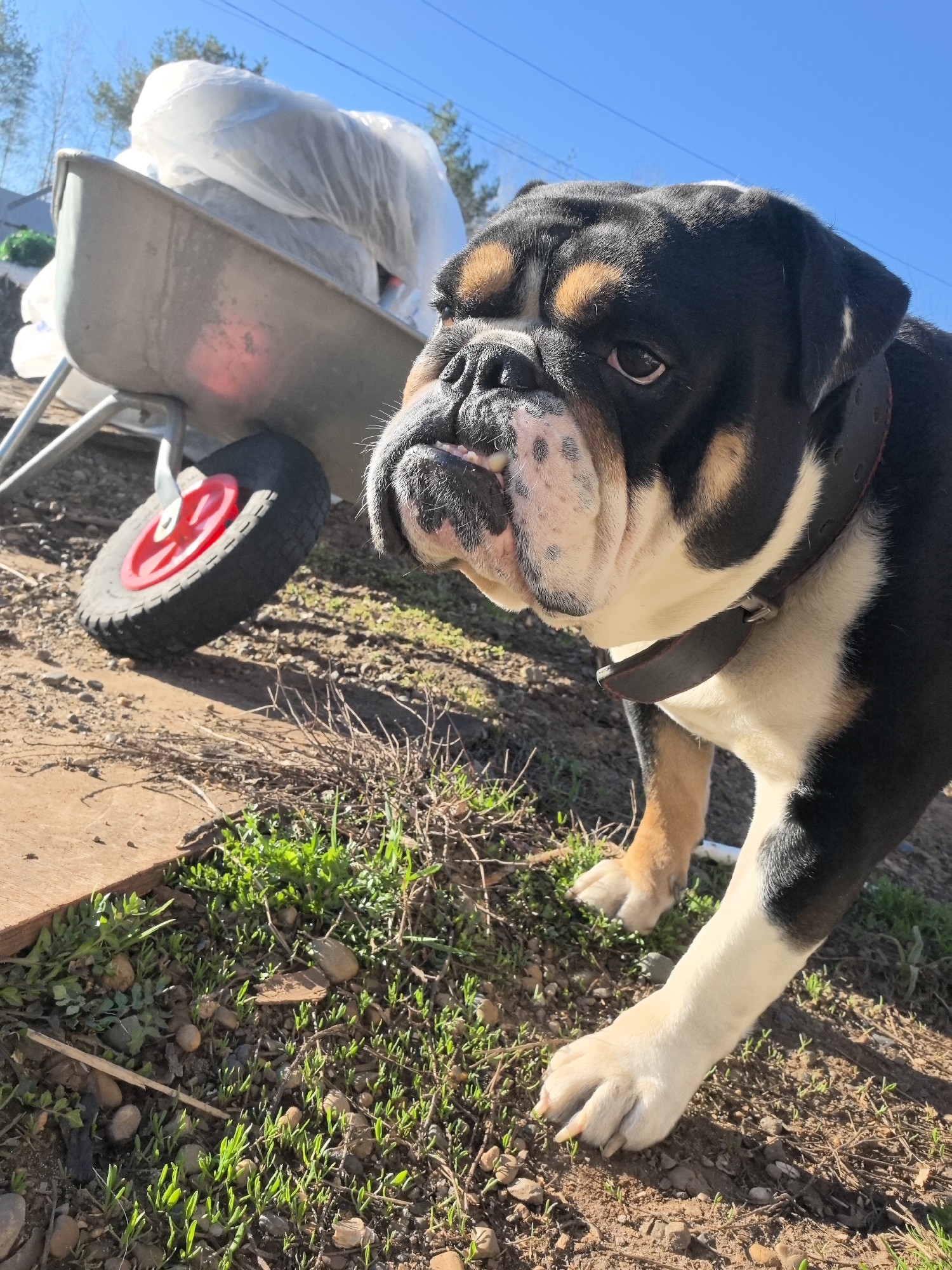 A tricolor Bulldog, predominantly black with white chest and face markings and tan patches on its head and legs, stands in the foreground, looking intently towards the right. It wears a dark, possibly leather, collar. Its jowls are prominent, and one dark eye is clearly visible. The dog's front paws rest on the uneven ground, which is a mix of dry soil, small stones, and sparse green grass and weeds. A wooden plank lies on the ground in the lower left.
In the midground, to the left of the dog, a silver or grey metal wheelbarrow is visible, angled towards the viewer. Its black tire, featuring a bright red hub, is prominent. The wheelbarrow is loaded with several large, white plastic bags or sacks, suggesting it contains refuse or garden waste.
The scene is set outdoors under a clear, bright blue sky, indicating sunny weather. Strong shadows are cast on the ground, suggesting it is mid-morning to afternoon. Faint outlines of trees are visible against the sky in the distant background. The overall setting appears to be a rural or semi-rural backyard or garden area, consistent with the location context of Noviy, Russia. There is no visible text in the image.