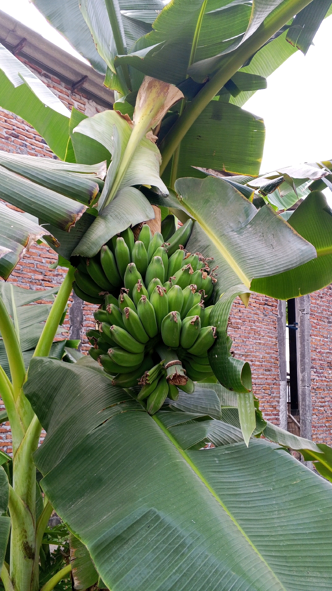 This is a close-up, eye-level shot of a bunch of green, unripe bananas hanging from a banana tree. The bananas are clustered together and point downwards, with a few brown remnants of the banana flower visible at the end of the bunch. Large, lush green banana leaves dominate the foreground and mid-ground, with their ribbed texture clearly visible. In the background, a brick building with a rough, weathered texture is partially visible, suggesting an outdoor setting, possibly in a more rural or older part of a city. The sky is overcast and bright, providing soft, diffused light. This scene is consistent with a typical backyard or garden in Semarang, Indonesia, where banana trees are common. There are no people or animals present in the image, and no specific actions are taking place other than the natural growth of the fruit.