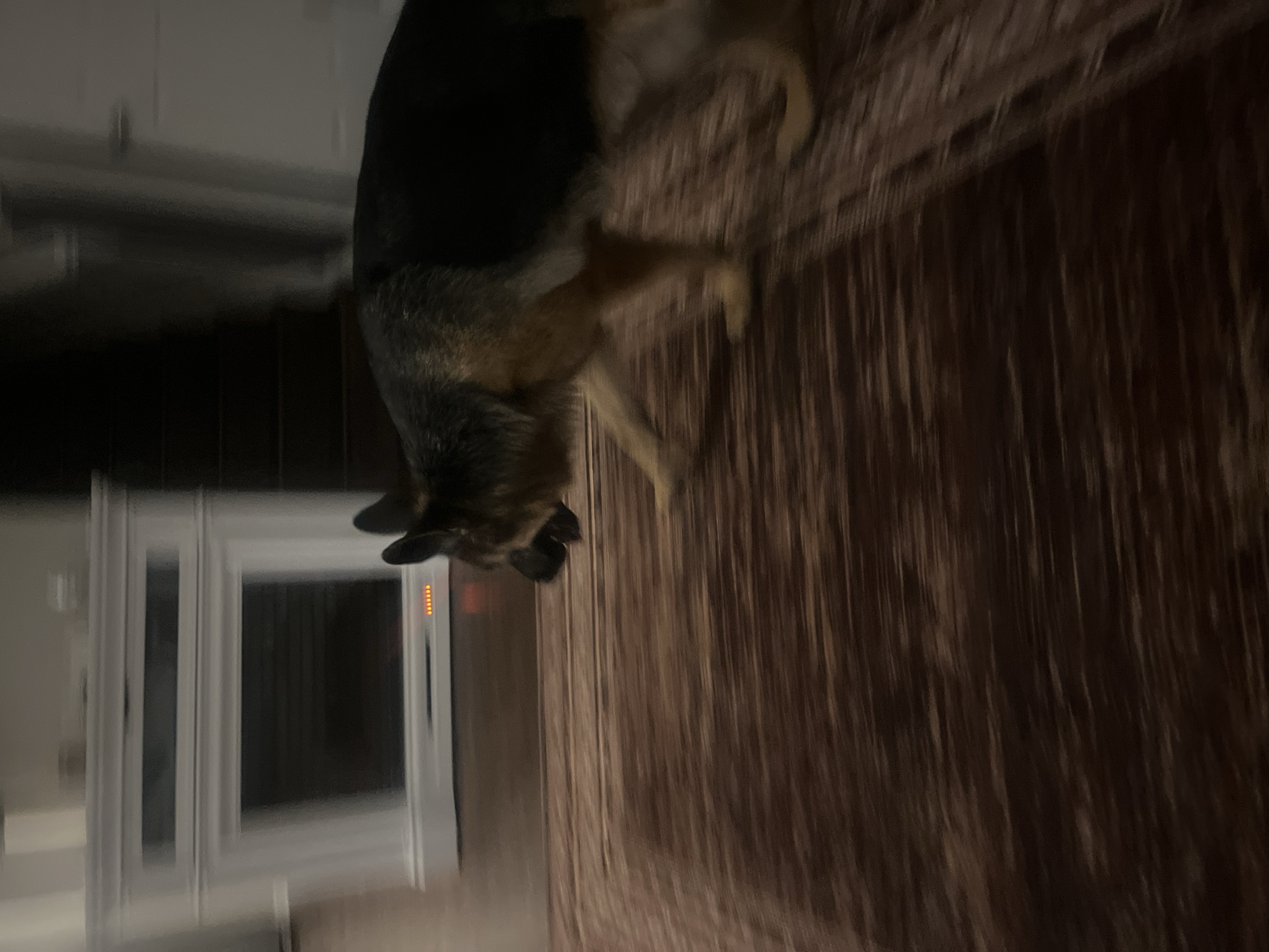 In this motion-blurred, indoor image, a German Shepherd dog is captured in mid-stride, moving from left to right across a dark brown, patterned rug. The dog's coat is a mix of black and tan. In the background, a white fireplace with a black insert is visible. The lighting is dim, suggesting it might be nighttime or an interior with low light. The image does not provide enough visual information to determine the specific location within Jacksonville, United States of America.