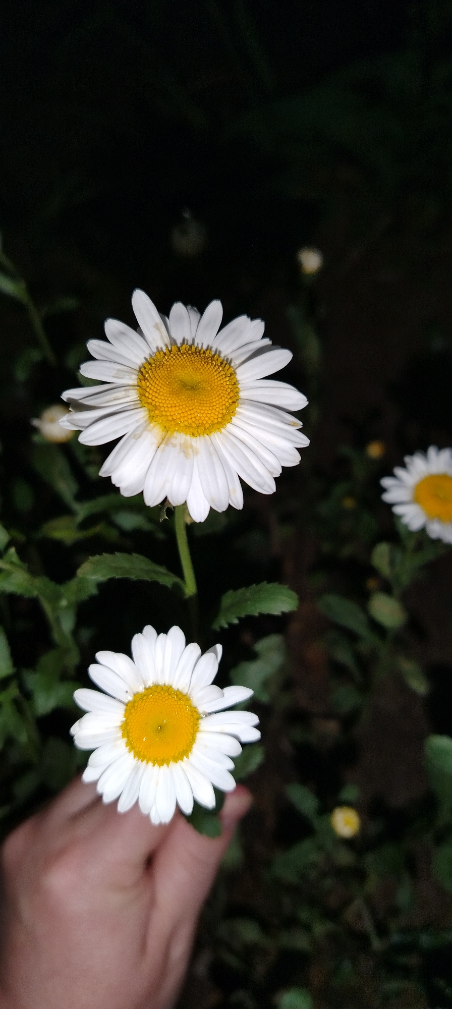 The image shows a cluster of daisies in a dark setting. Three daisies are in focus: one near the top, one towards the bottom, and another slightly off to the right. The daisies have white petals and yellow centers. Green foliage surrounds the flowers. A hand is partially visible in the lower left corner. The location and city are not discernible from the image.
