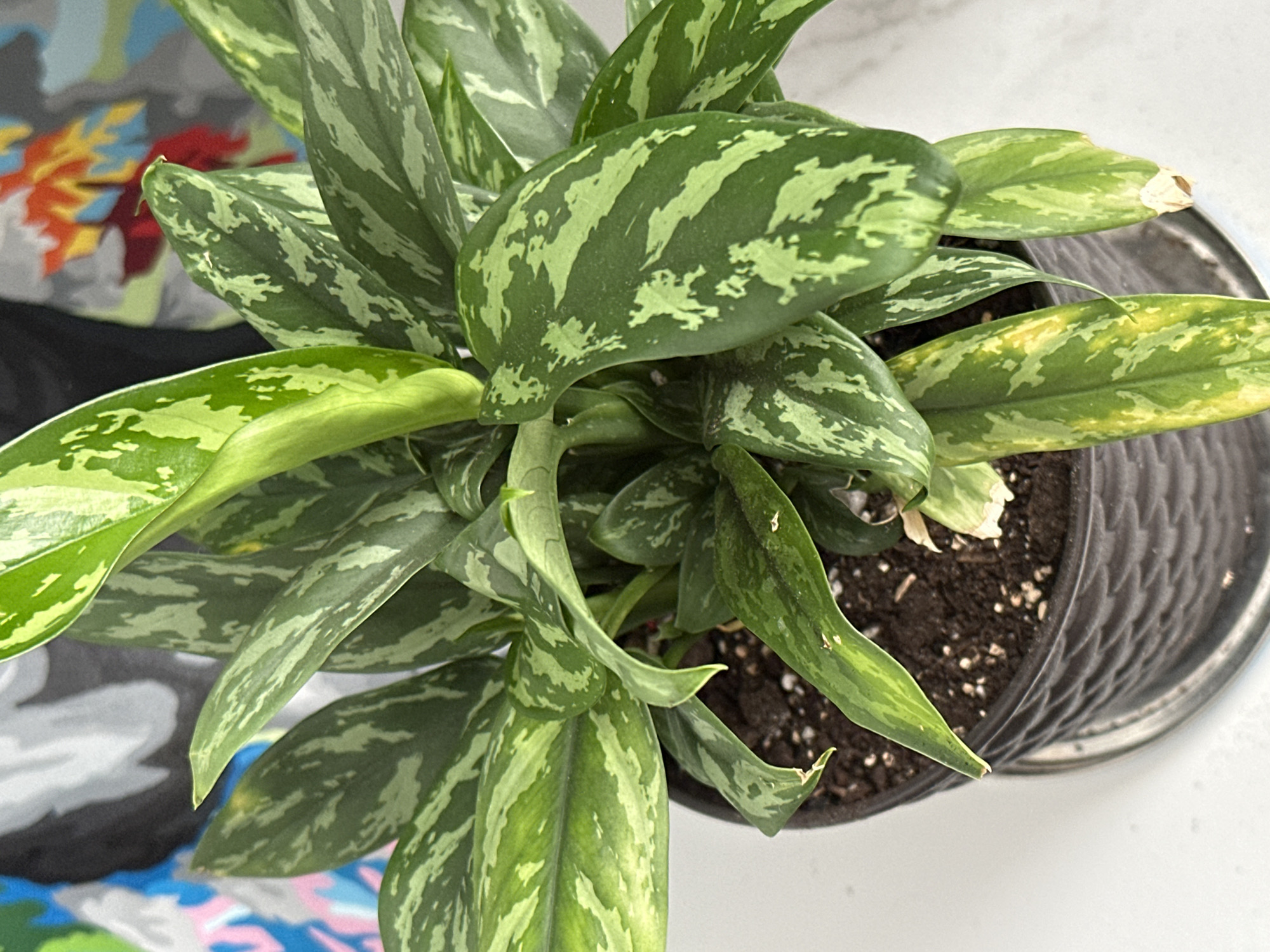 The image shows a close-up, overhead view of a potted Chinese evergreen plant. The plant has lush green leaves with silvery-green markings. The pot is dark and textured, sitting on a white surface. In the background, a colorful, abstract pattern is visible, possibly from fabric or artwork. The image does not contain any elements that would allow for the identification of its location in Znamya Oktyabrya, Russia, or any other specific geographical location. There are no people or animals present in the image.