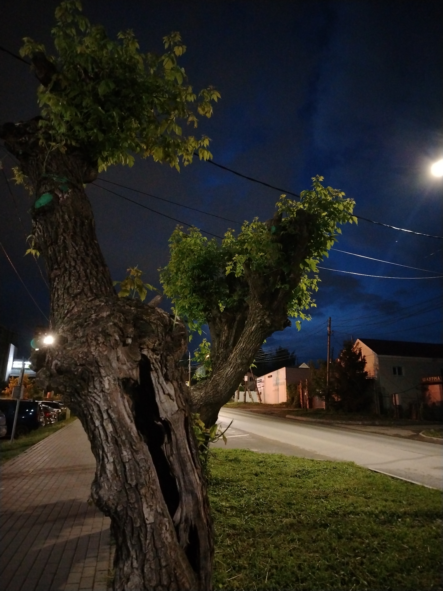 The image depicts a nighttime street scene in Izhevsk, Russia, captured from a low perspective. In the immediate foreground, a large, weathered tree with a prominent hollowed-out trunk stands on the left. Its textured bark is visible, along with green leaves sprouting from its upper branches and crown, which are subtly illuminated by artificial light. Some green markings are visible on the tree's trunk.
To the left of the tree, a patterned brick sidewalk extends into the distance, with partially visible parked cars lining its edge. A grassy verge separates the sidewalk from a two-lane asphalt road that curves gently away from the viewer.
Overhead, multiple power lines stretch across the frame against a dark blue night sky, which shows some cloud formations. A bright streetlight on the far right casts a distinct glow. In the midground and background, additional trees with green foliage are visible.
Several buildings line the right side of the road in the distance. One building prominently features a sign with Cyrillic text, "ШАУРМА" (SHAURMA), suggesting a food vendor. Other buildings appear residential or commercial, with some lights visible. The scene is quiet, devoid of people, and lit by streetlights, indicating it is late evening or night. The overall impression is that of a calm, urban or suburban street at rest.