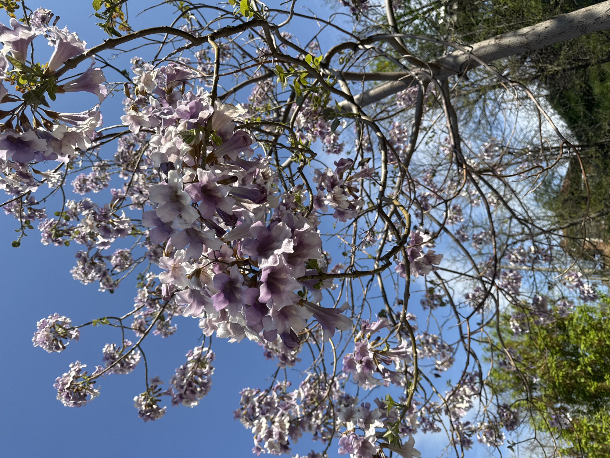 The image shows a close-up view looking up into the branches of a flowering tree. The tree has large clusters of bell-shaped flowers in shades of white and light purple. The branches are mostly bare with some small green leaves beginning to emerge. The background is a clear blue sky with a few wispy clouds visible in the upper right corner. There is green foliage visible along the top and right edge of the frame. Based on the characteristics of the flora, this is likely a Princess Tree, sometimes referred to as Paulownia tomentosa. The location is not deducible from visual data. There are no people, actions, or interactions visible in the image.