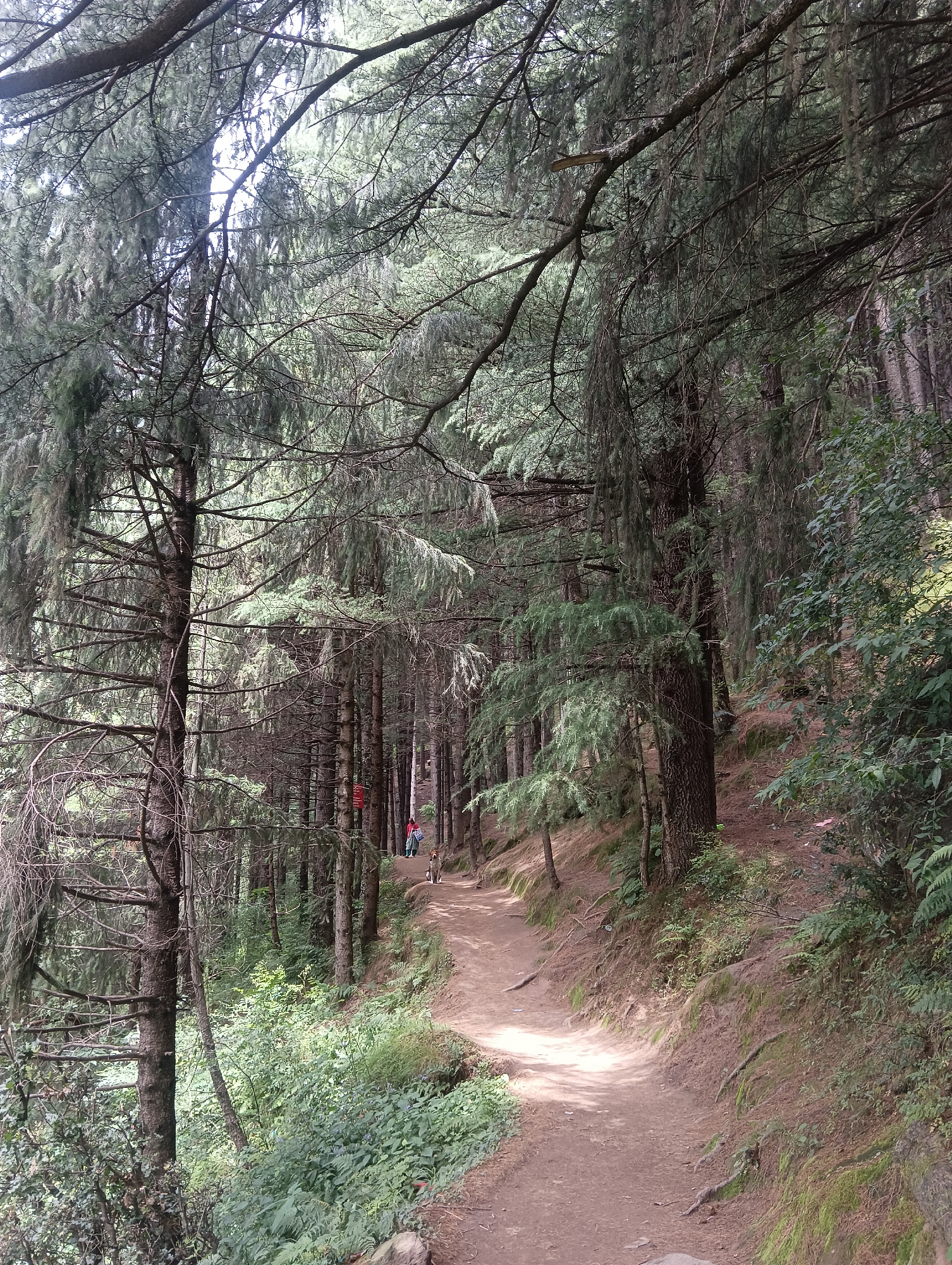 A dirt path winds through a dense pine forest in Bahang, India. Sunlight filters through the thick canopy, illuminating patches of the path and the surrounding undergrowth. The path is flanked by tall pine trees with their branches reaching towards the sky. Two individuals, one wearing a red top and the other a blue top, are visible in the distance on the path. A dog stands on the path, facing the camera. The ground is covered with pine needles and moss. The scene is tranquil and evokes a sense of natural beauty.