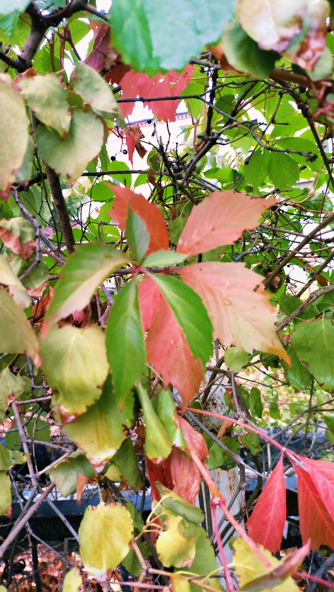 The image depicts a close-up view of autumn foliage, primarily of Virginia creeper vines, in the city of Horishni Plavni, Ukraine. The leaves display a mix of green, pink, and red hues, indicating the seasonal transition. Some leaves are partially unfurled, while others are fully developed and some are dried and brown. Small, dark berries are visible on some of the branches. The vines are intertwined with thin branches and twigs, suggesting they are growing on or around some sort of structure, possibly a fence or trellis, which is partially visible in the background. The background also hints at a building with a light-colored facade and a window. The lighting suggests an overcast day, with soft shadows. No people or animals are present in the image. The overall scene is one of natural autumn beauty within an urban setting.