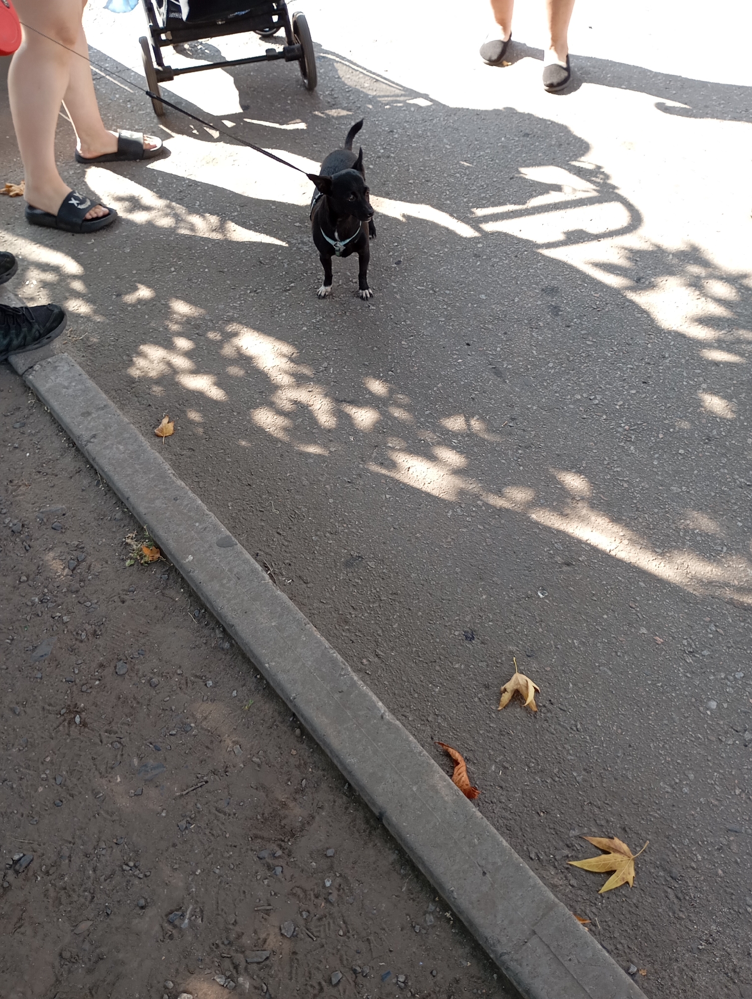 In Horishni Plavni, Ukraine, on a paved surface with a concrete curb, a small black dog on a leash is being walked. The dog is wearing a light-colored harness. To the left, the lower legs of a person wearing black slide sandals with a smiley face design are visible. Behind the dog, a stroller's wheels are partially visible, casting a shadow on the ground. The environment is outdoors, with dappled sunlight filtering through trees, creating shadows on the pavement and surrounding dirt area. Fallen leaves are scattered on the ground, suggesting an autumn setting.