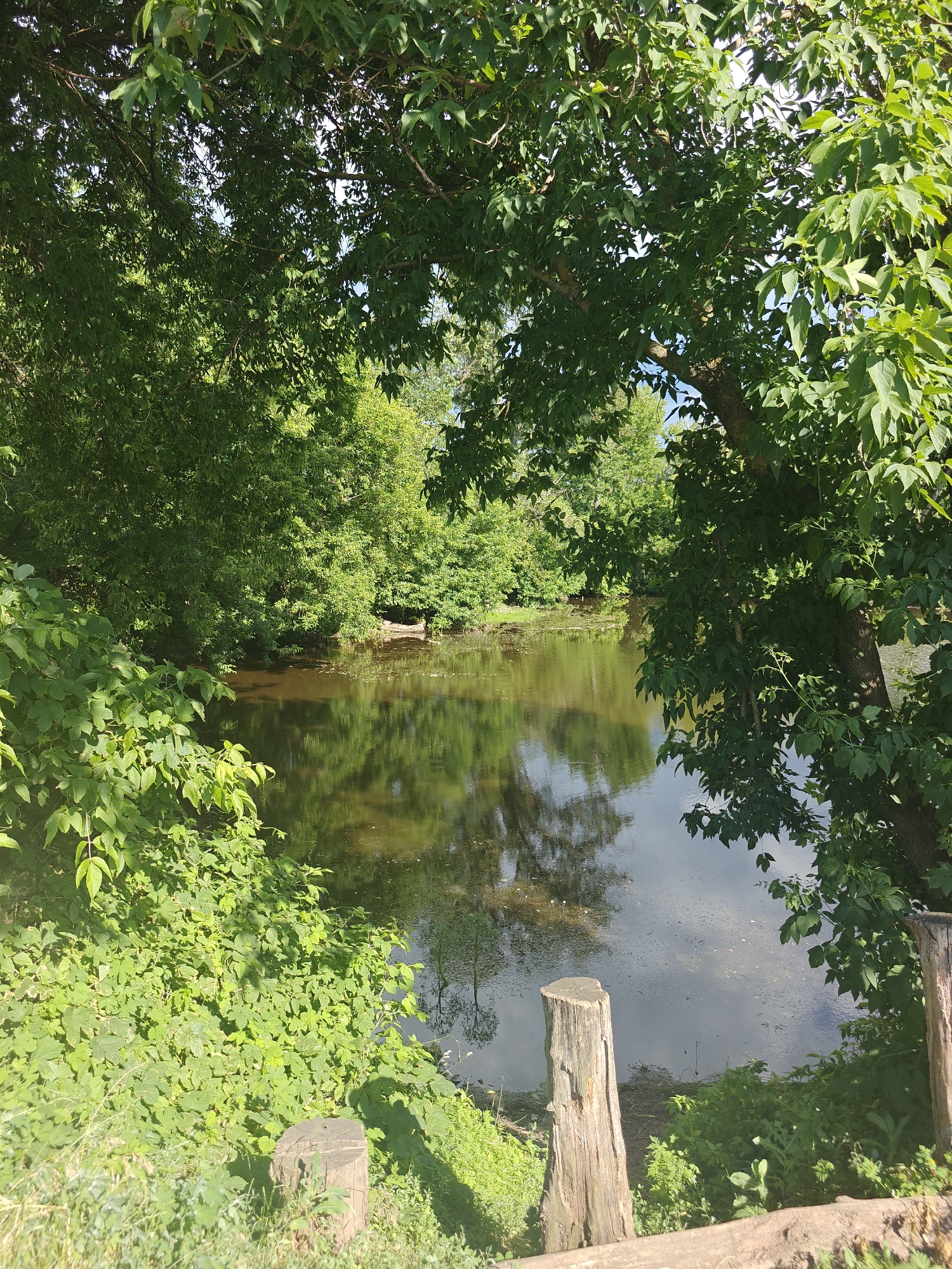 The image shows a tranquil natural scene with a body of water reflecting the surrounding lush green trees and foliage. In the foreground, there are two weathered wooden stumps on the bank of the water. The overall impression is one of peaceful seclusion within a temperate climate, likely during the daytime given the bright lighting and shadows. The location is identified as being in Kotelva, Ukraine, suggesting a rural or park-like setting within the city. There are no people or animals visible in the image. The water appears calm, with subtle ripples and some debris floating on the surface. The vegetation is dense and verdant, indicating a healthy ecosystem.