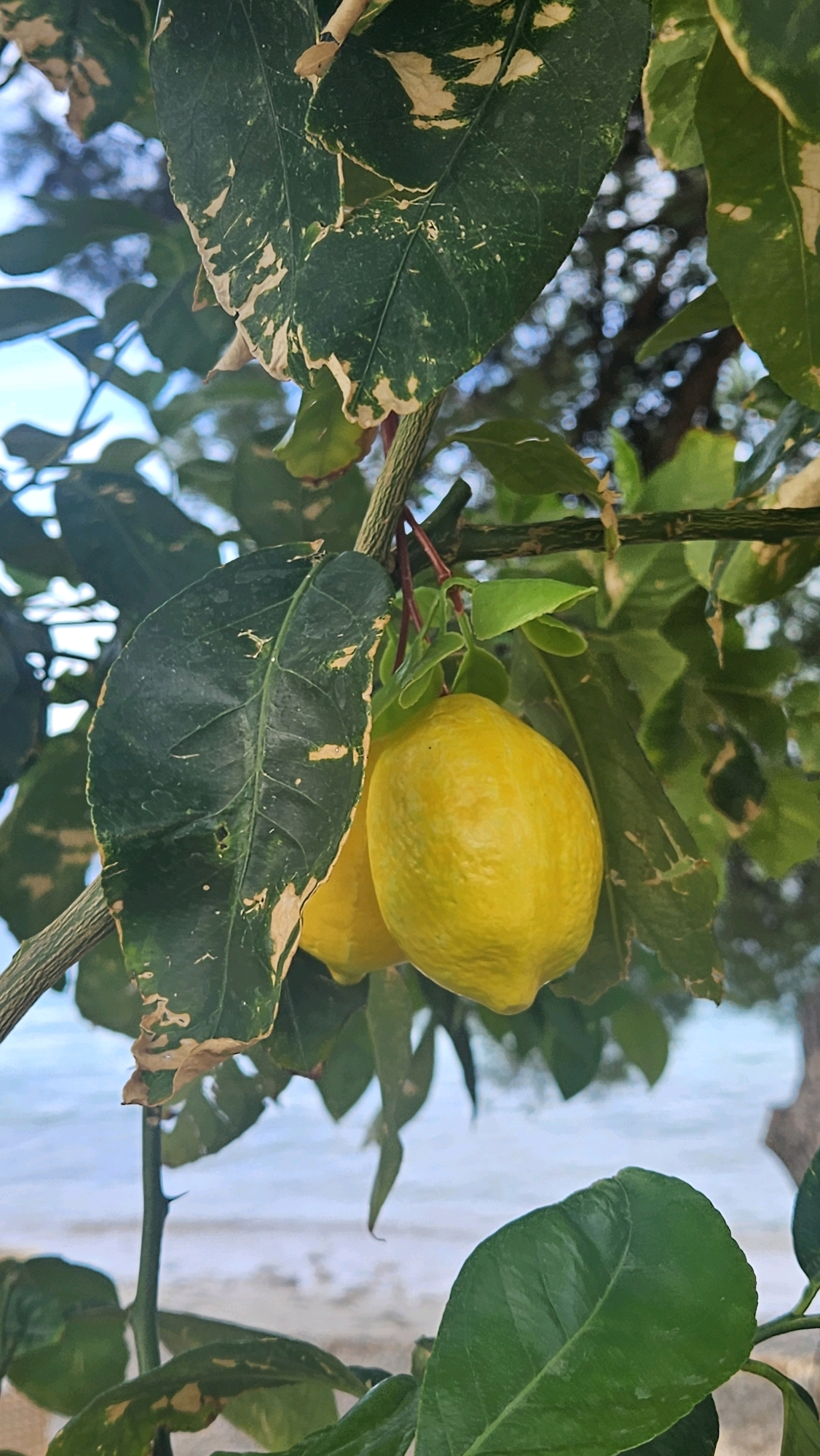 This is a close-up shot of a lemon tree branch with two ripe lemons hanging from it, set against a blurred background of the sea and a beach. The leaves of the tree are dark green with lighter, irregular patches. The lemons are a bright yellow and appear textured. The branch is thin and woody, with a few small thorns visible. The overall scene suggests a sunny, coastal environment, likely in a Mediterranean climate. Based on the context of Općina Podgora, Croatia, this image captures a detail of the local flora. There are no people or animals in the frame.