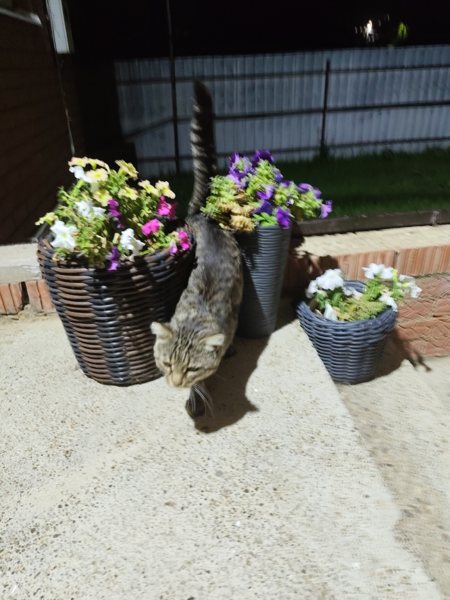 A tabby cat is captured mid-stride in front of a large brown wicker planter overflowing with a mix of white, pink, and yellow petunias. To the right, a gray ribbed planter holds white flowers. Behind these, another tall gray ribbed planter contains purple and green flowers. The scene unfolds on a concrete surface, likely a patio or walkway, with a brick wall in the background. A corrugated metal fence and grass are visible further back. The lighting suggests it is evening or nighttime, with artificial illumination casting shadows. The cat is the central focus, with its tail raised and its gaze directed downwards. The overall setting appears to be a residential backyard or garden area in Osnovo, Russia.