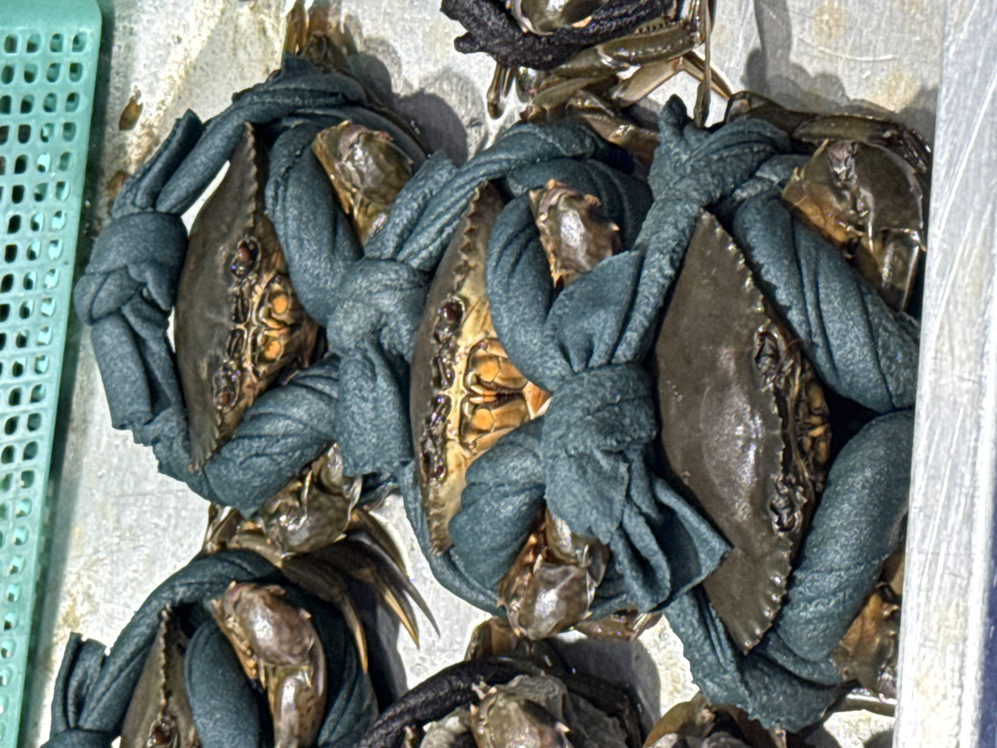 The image shows several crabs tied with blue fabric. They appear to be on a metal surface, possibly a tray or container, and are positioned close together. A light-green, perforated plastic container is partially visible on the left edge of the image. The crabs are bound with the fabric to restrict movement. It is likely that they are being sold or transported for consumption. While the location of Nha Trang Ward, Vietnam is noted, there is no evidence in the image to confirm the specific setting.
