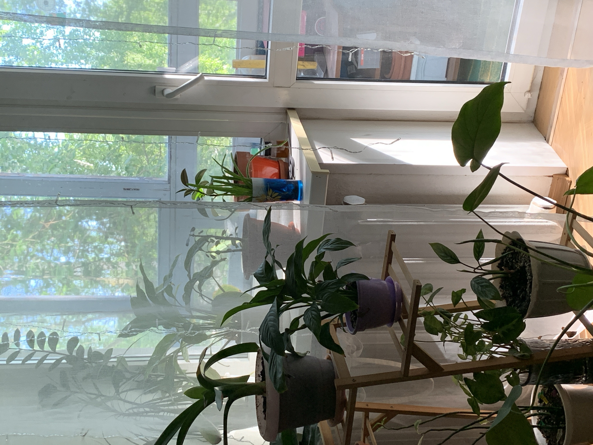 This is a photograph of houseplants on a windowsill of an apartment in Chaikovsky, Russia. The scene is brightly lit by sunlight filtering through sheer white curtains and the window, which looks out onto green foliage. Several potted plants are visible, arranged on a tiered wooden stand and directly on the windowsill. Among the plants are what appear to be a Peace Lily in a purple pot, a plant in a dark gray pot with large, dark green leaves, and another in a terracotta-colored pot. There are also plants in smaller pots and a plant in a blue glass vase. The windowsill is a light color, and the wall behind it is white. The flooring appears to be light-colored wood. No people are present in the image.