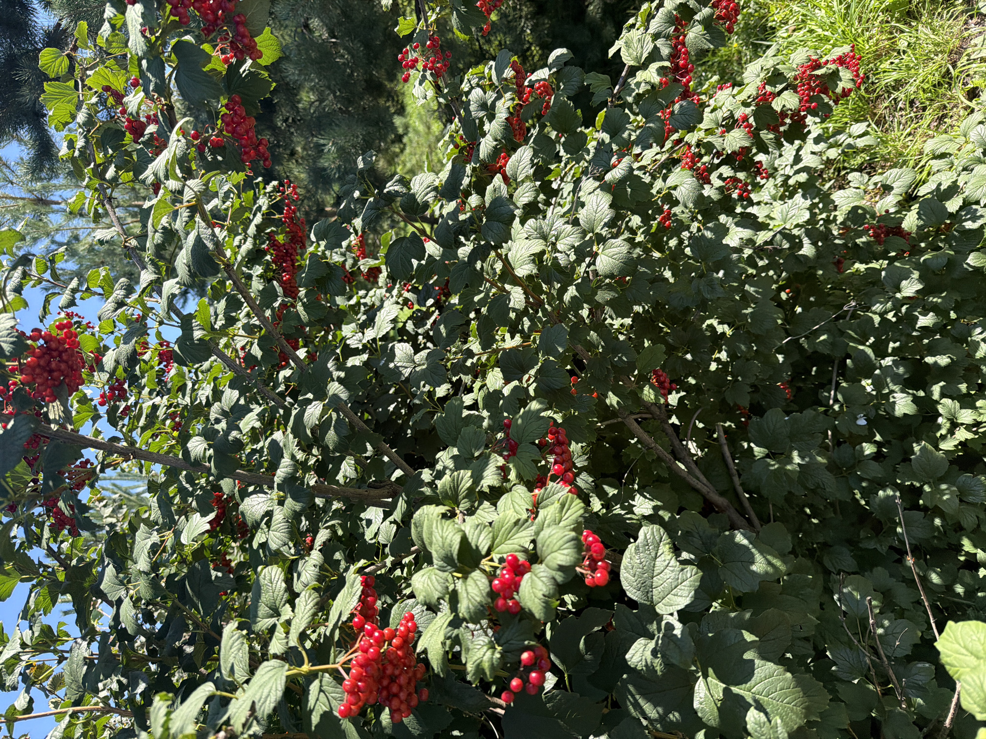 A close-up, eye-level, outdoor shot captures a vibrant red currant bush in full bloom, its branches laden with clusters of ripe, ruby-red berries. The lush green foliage of the bush provides a striking contrast to the bright red fruit. Sunlight filters through the leaves, casting dappled shadows across the scene and highlighting the glossy texture of the berries. In the background, a soft blur of green foliage and hints of blue sky suggest a natural, possibly park-like setting within the city of Kazan, Russia. The image is dominated by the rich colors and textures of the bush, evoking a sense of abundance and natural beauty. There are no people or animals visible in the frame.