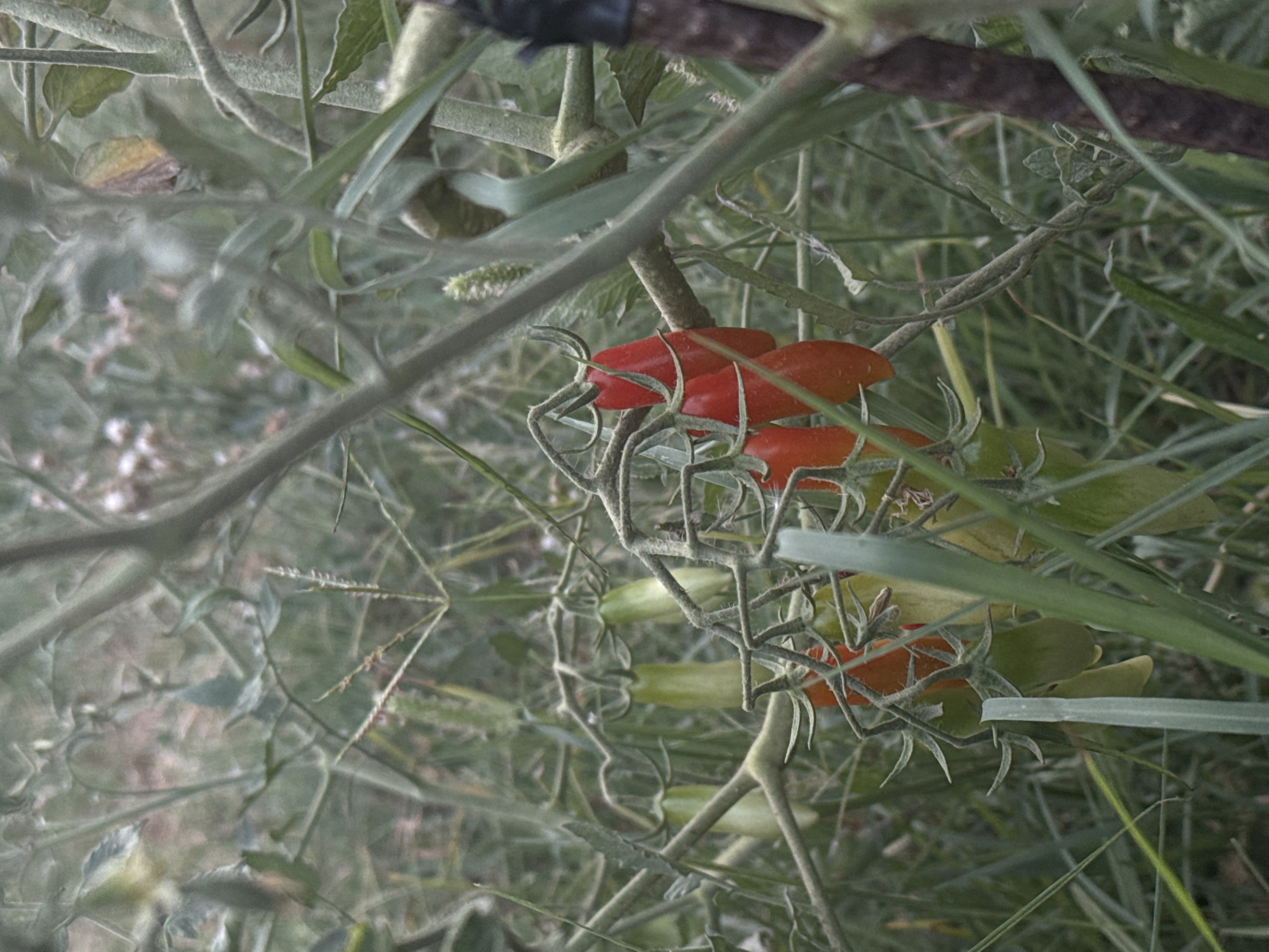 A close-up, slightly blurred, eye-level shot showcases a cluster of Roma tomatoes growing on a vine amidst dense green foliage and grass. Several tomatoes are visible, some a vibrant red and others still green. The background is a muted tapestry of green and brown vegetation, indicating an outdoor setting, likely a garden or a field. A dark, textured object, possibly a branch or a piece of wood, is partially visible on the right side of the frame. The image appears to have been taken in Sabunchu Raion, Azerbaijan, suggesting a natural or cultivated agricultural environment. There are no people or discernible actions taking place in the scene.