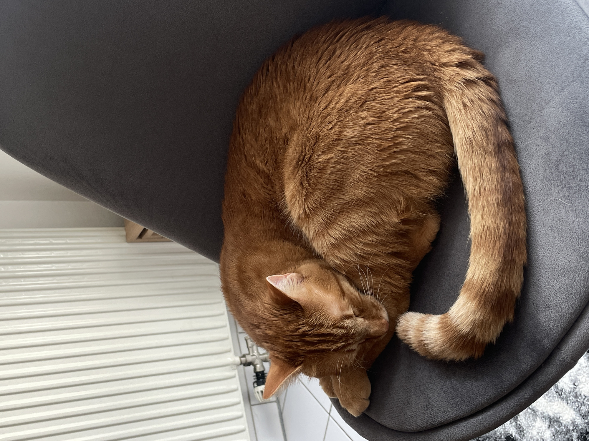 A close-up, high-angle shot shows an orange tabby cat curled up asleep on a gray chair. The cat is positioned toward the upper right of the frame, its body forming a curved shape with its tail tucked around its body. The cat's head is nestled against its paws, and its eyes are closed. The chair appears to be cushioned and has a textured surface.
The background includes a white wall with horizontal lines, possibly a radiator or baseboard. The lighting is bright and even, casting soft shadows. In the lower left corner, there's a glimpse of a chrome fixture with a black handle, possibly a valve or faucet. The focus is sharp on the cat, with the background slightly blurred.
