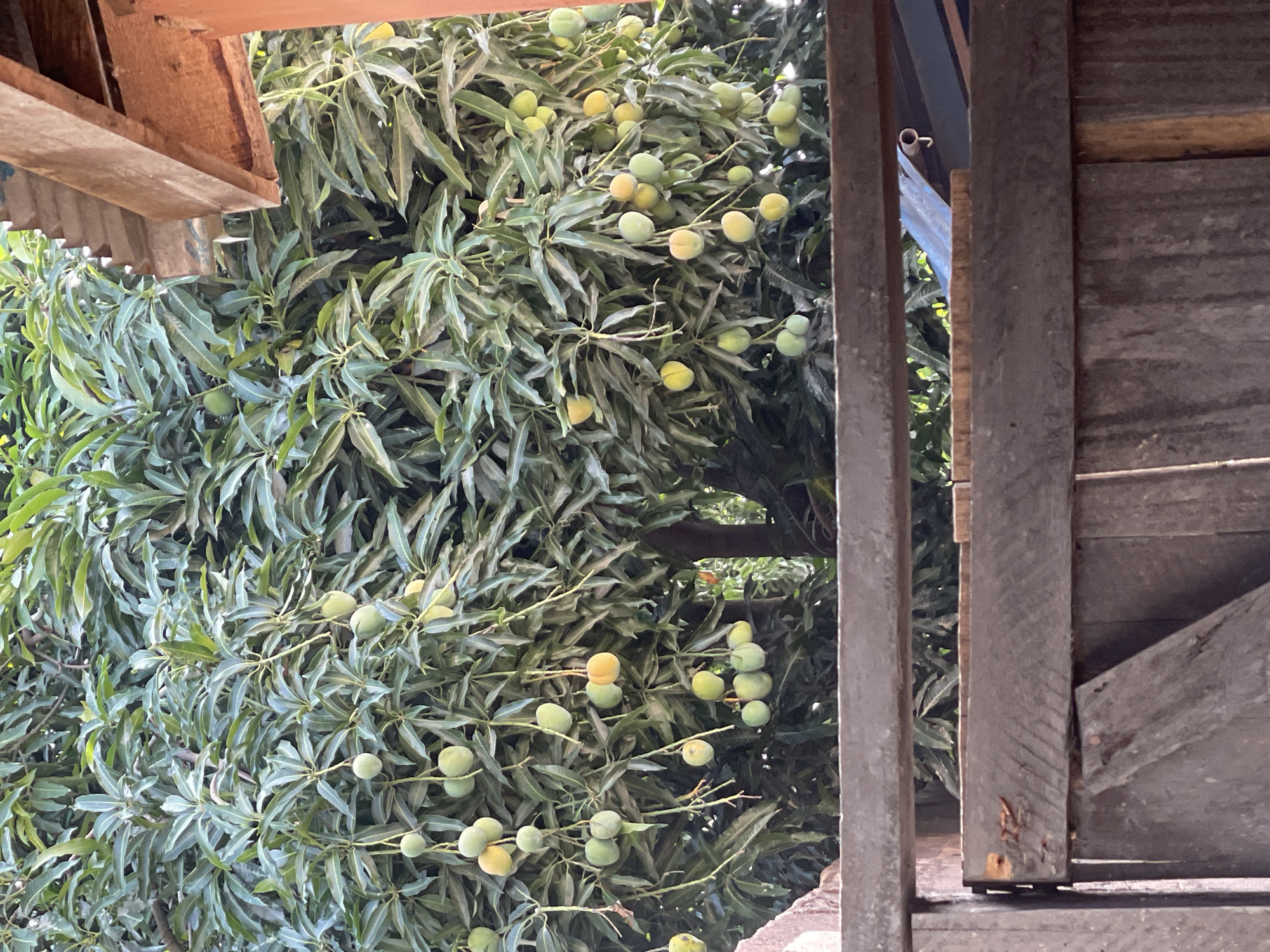 This image depicts a lush mango tree laden with developing mangoes, viewed from within a wooden structure, likely a shed or porch. The scene is heavily vegetated with the tree dominating the composition. The mangoes vary in color from green to yellow, indicating different stages of ripeness. The leaves are dense and create a layered effect. Wooden structures frame the tree on the left and right sides of the image. The setting suggests a tropical or subtropical location. No people or interactions are visible. The location in Jos, Nigeria, is based on the context provided.