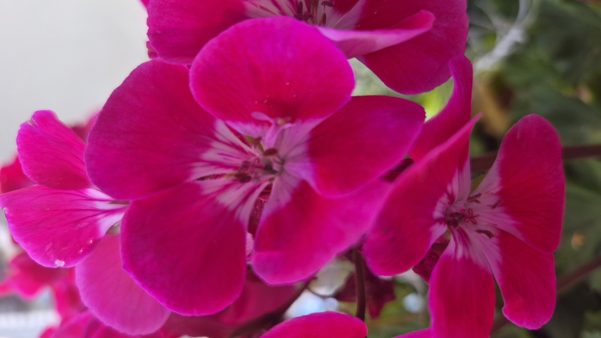 The image is a close-up, macro photograph of several bright pink geranium flowers. The flowers are in various stages of bloom, with some petals unfurled and others still partially closed. The center of each flower features a lighter pink or white color with dark stamens. The background is softly blurred, suggesting an outdoor setting, possibly a garden or balcony. There are no people, actions, or interactions visible in the image, and no specific location in Krauja, Latvia, is depicted or identifiable.
