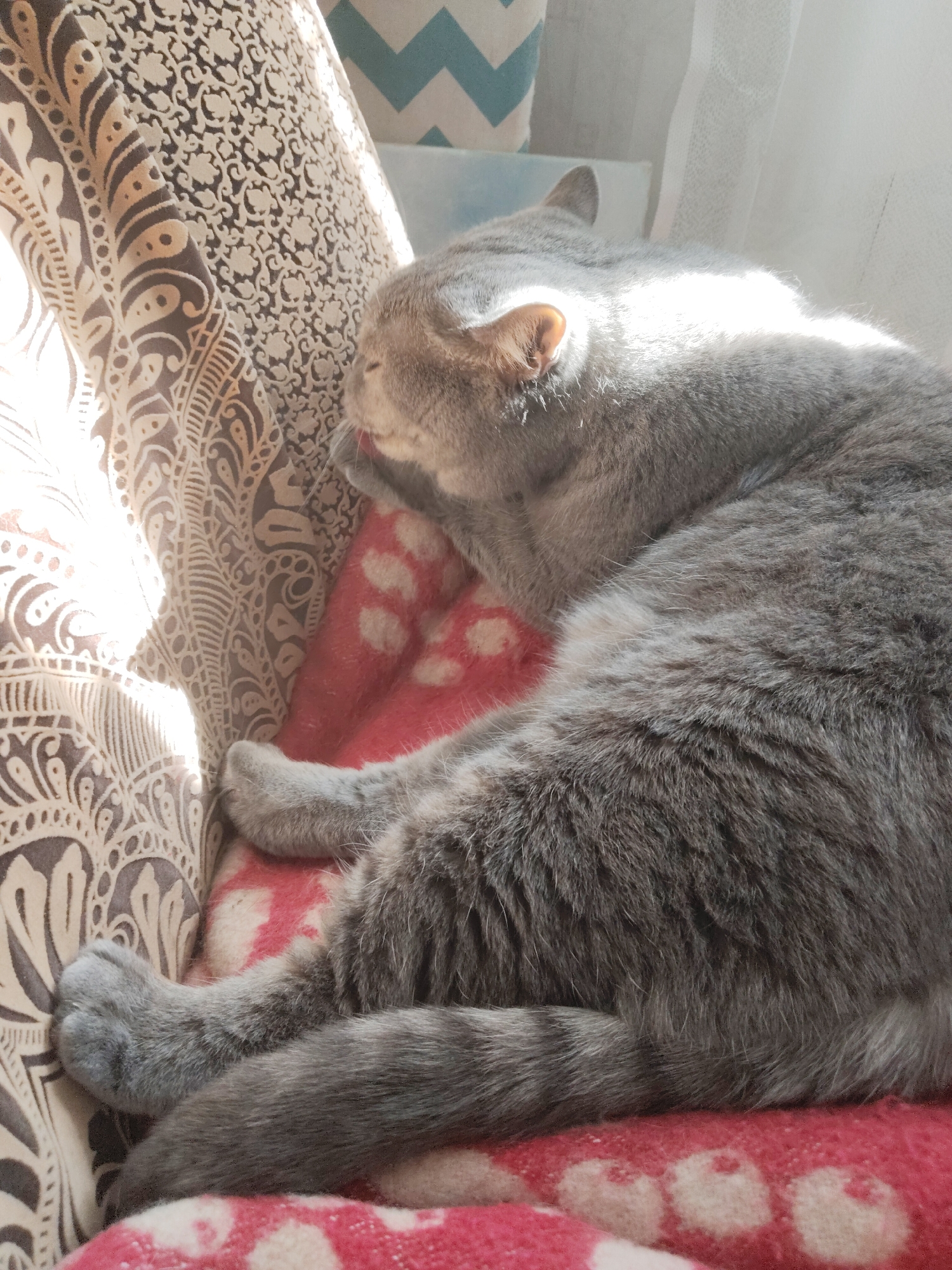 A gray cat is curled up and appears to be sleeping on a patterned cushion or blanket. The cat's paws are visible, and it seems to be resting comfortably in a sunlit area. The background features a patterned surface, possibly a piece of furniture, and glimpses of a window or curtains. The location is Unknown, Unknown.