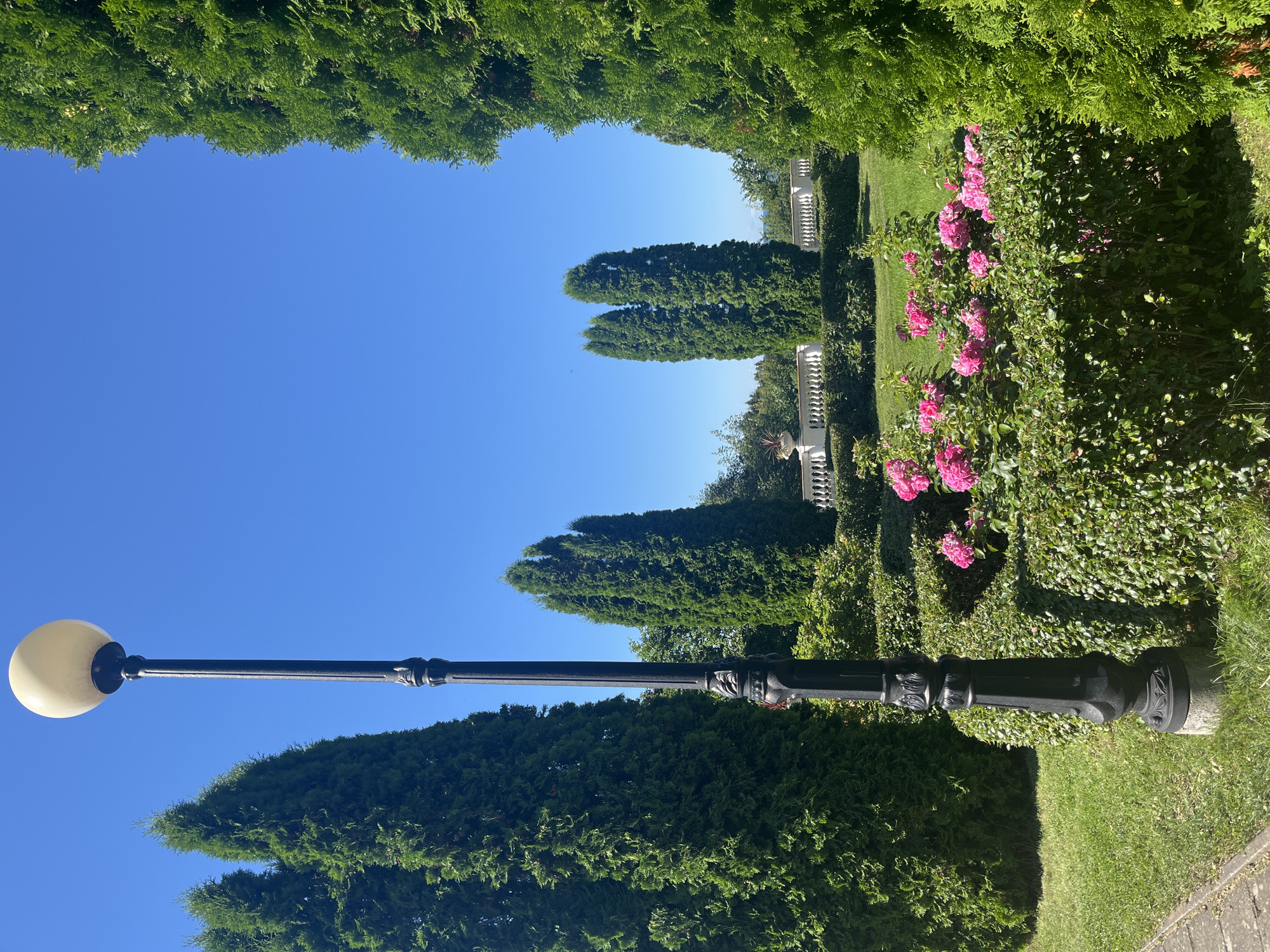 A black lamppost stands to the left of a manicured garden on a clear, sunny day. The lamppost is ornate with carved details and topped with a round, cream-colored light fixture. Behind it, several tall, green conifer trees form a dense backdrop. In the center of the image, a lush, green hedge is dotted with clusters of bright pink roses. Further in the background, a white decorative railing with balusters runs horizontally across the scene, suggesting a park or estate setting. The sky is a vibrant, cloudless blue. This image was taken in the city of Toila, Estonia.
