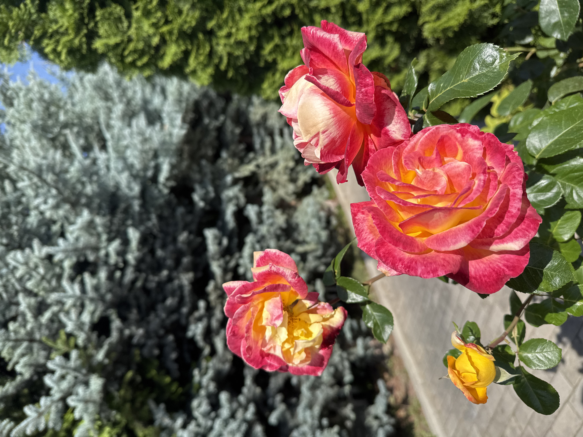 Four roses are in full bloom in a garden setting. The roses are bi-colored, with petals that transition from a bright yellow at the center to shades of pink and red towards the edges. The rose in the foreground, on the right, is the largest and most in focus, with its petals unfurling to reveal its vibrant hues. To its left and slightly behind, another rose shares a similar color palette. Above and to the left of this second rose is a third bloom, smaller and with more of its yellow center visible. A fourth, much smaller, yellow rose is positioned in the lower left of the frame, still in bud form. The roses are attached to green stems with dark green leaves, some of which are glossy and reflect sunlight. The background is softly blurred, showing the indistinct forms of evergreen trees – a pale blue-green coniferous tree on the left and a darker green coniferous tree on the right. A paved walkway, made of light gray rectangular stones, is visible behind the roses, leading into the background. The sky is a clear, light blue. The image appears to be taken outdoors on a sunny day. There are no people or animals visible in the scene. The location is identified as a garden in the city of Sary-Oy, Kyrgyzstan.