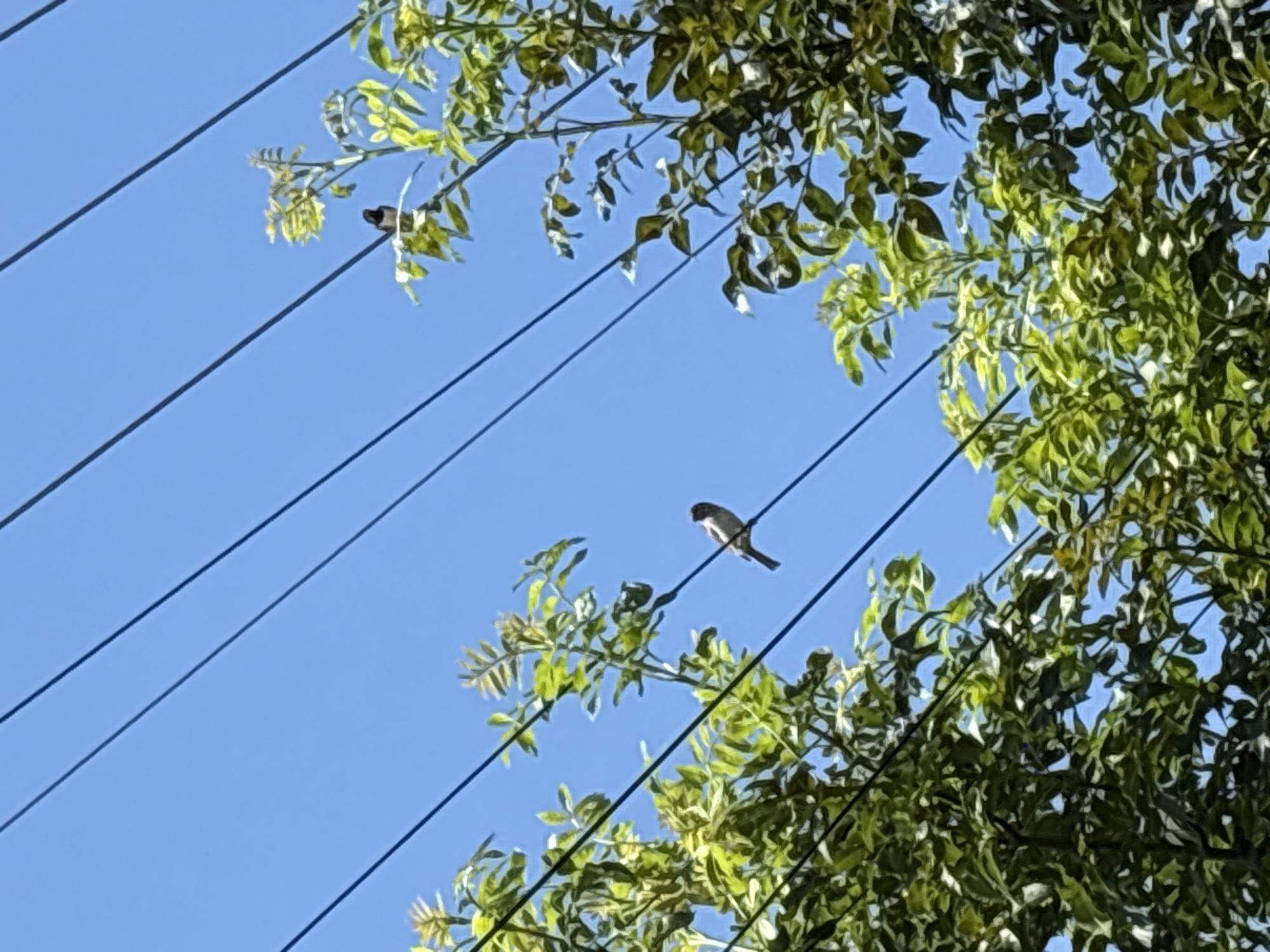 Two birds are perched on power lines, surrounded by green foliage against a clear blue sky. One bird, a dark color with a white underside, is positioned on a wire in the lower center of the frame, facing left. Another bird, appearing smaller and darker, is visible on a branch of a tree to the upper right, near the power lines. The trees are lush and vibrant green, with the sun illuminating their leaves. The power lines stretch diagonally across the image, dividing the frame and framing the birds and trees. The scene appears to be outdoors in an urban or suburban setting, given the presence of power lines.