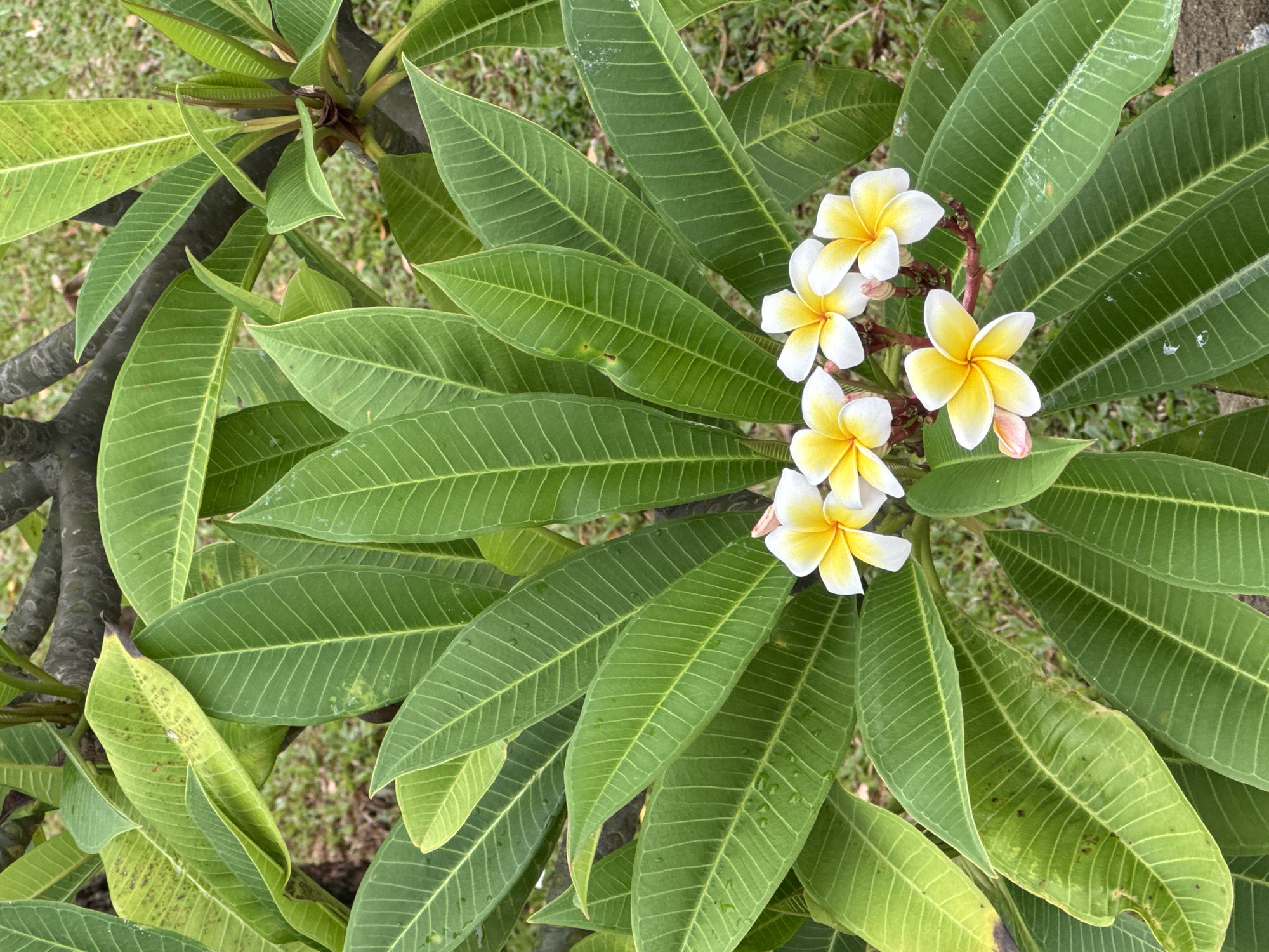 A high-angle, medium shot shows a cluster of white and yellow plumeria blossoms amidst large green leaves, likely in Nha Trang Ward, Vietnam. The leaves are elongated with prominent veins. The blossoms appear fresh and vibrant. The background features patchy grass, suggesting an outdoor setting.