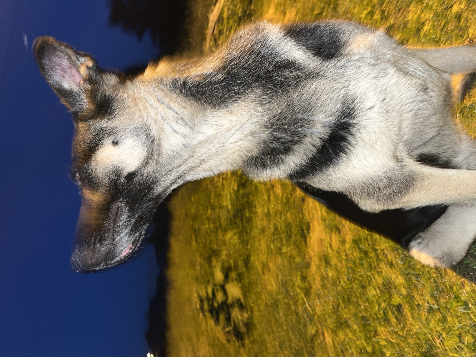 This image depicts a German Shepherd dog sitting in a grassy area at dusk. The dog is facing to the left, with its head tilted upwards, looking into the dark blue sky. Its fur is a mix of black, tan, and gray. The background shows a blurred field of yellow-tinted grass, with silhouetted trees and faint lights in the distance. The overall lighting suggests artificial light sources are illuminating the grassy area, casting a warm glow. There is no indication of the city of Nizhny Tagil, Russia, within the image content.