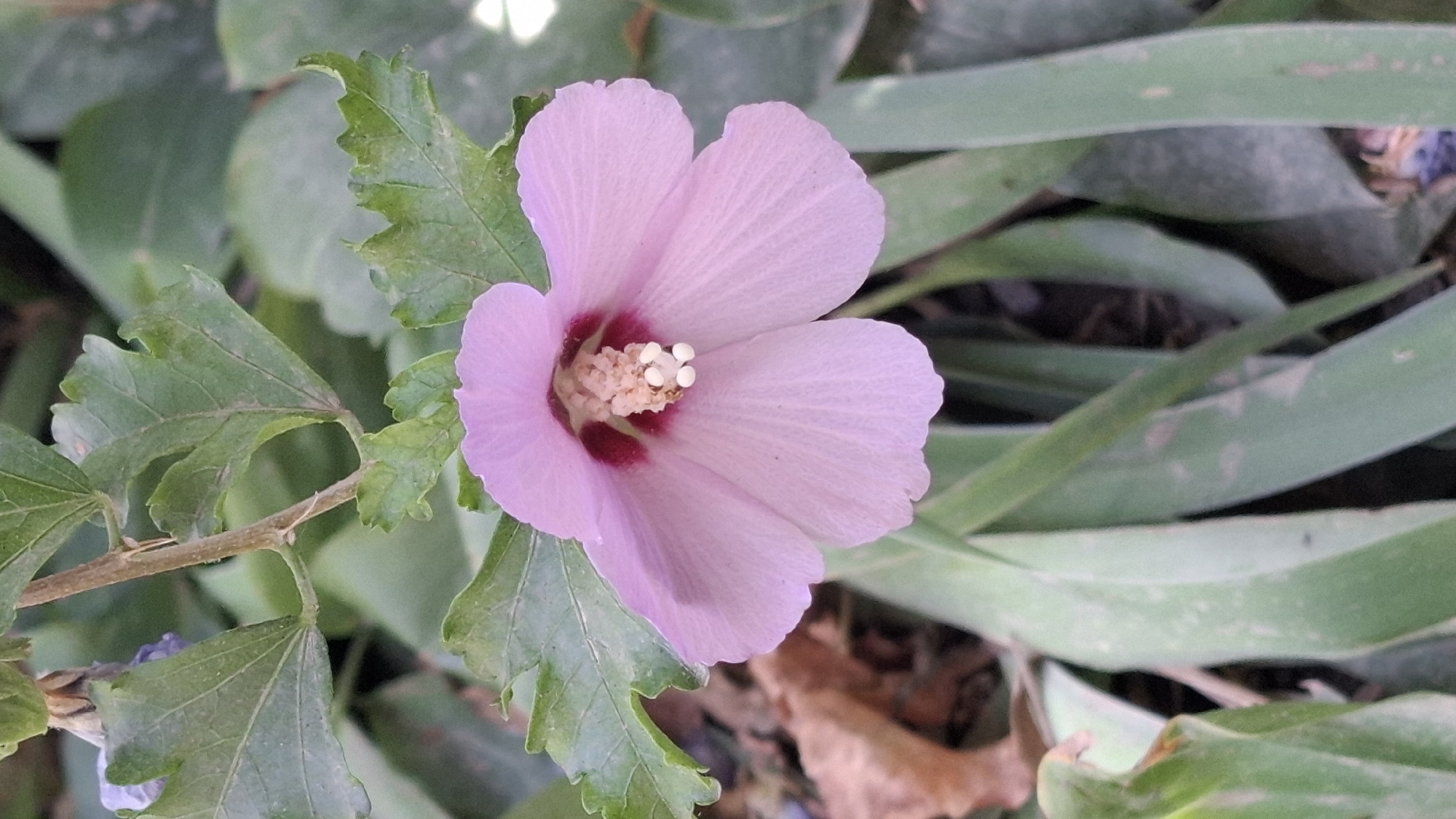 A single, delicate, light pink hibiscus flower is in full bloom, facing slightly upwards and to the right. Its petals are soft and translucent, with subtle veins radiating from the center. The stamen, a cluster of pale yellow filaments topped with white pollen, is clearly visible in the heart of the flower, surrounded by a small, deep red or maroon center. The flower is positioned slightly to the right of the frame's center, against a backdrop of blurred green leaves and a dry, brown leaf on the lower left. The stem of the hibiscus is visible above the flower, also surrounded by green leaves. The overall impression is one of natural beauty, possibly in a garden or natural setting within the city of Shubarssu, Kazakhstan.