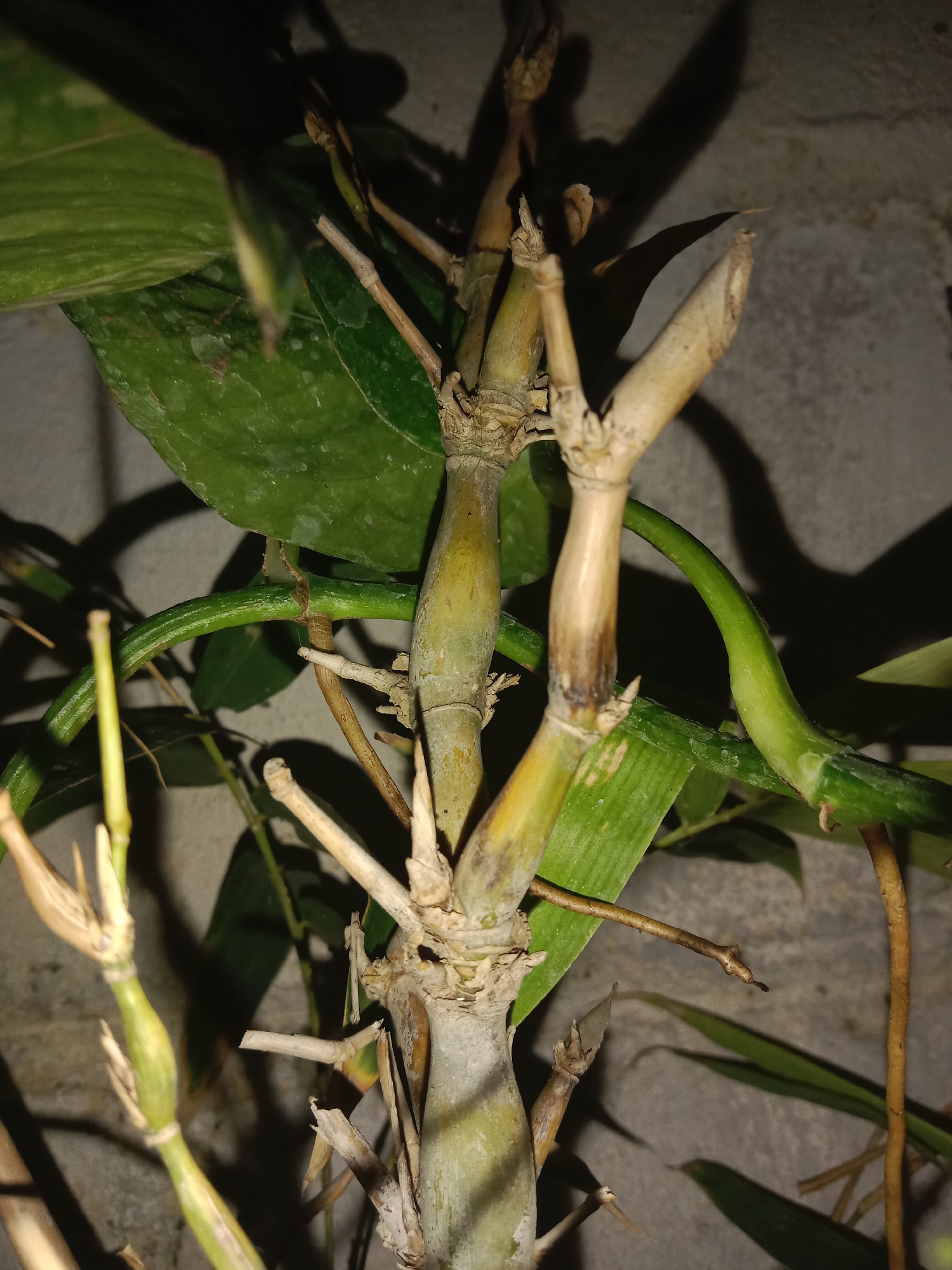 The image shows a close-up of a bamboo plant at night, with its stalk and leaves illuminated by artificial light, casting shadows on a concrete wall in the background. The bamboo stalks are segmented and appear to be a mix of green and dried-out brown. Several green leaves are visible, some larger and broader, others long and slender. One thin, brown aerial root extends from a stalk towards the foreground. The scene is likely a residential area in Lemahkembar, Indonesia, possibly a garden or courtyard, given the presence of the concrete wall. There are no people or animals in the frame.