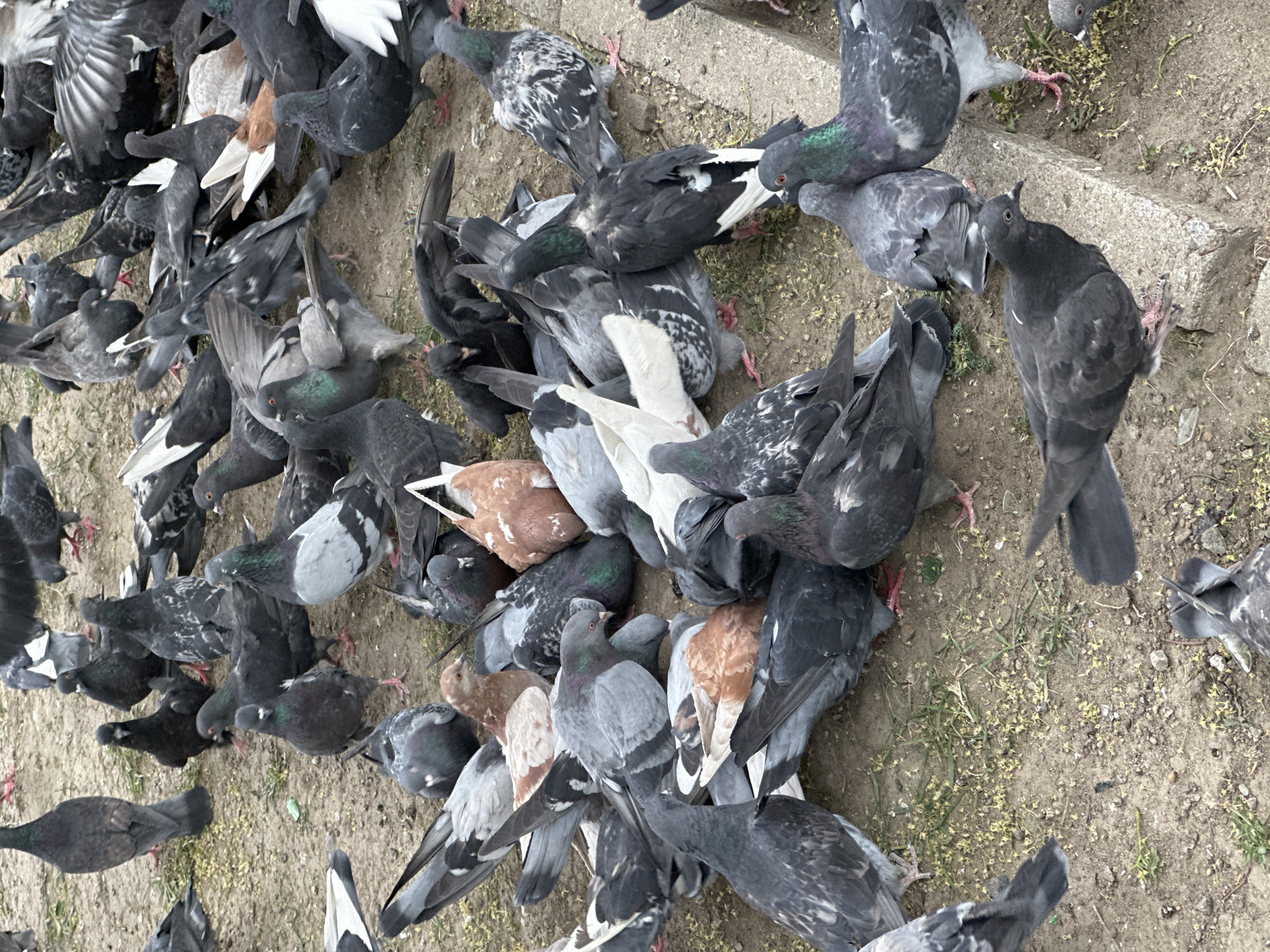 The image shows a large group of pigeons on the ground. The pigeons are a mix of colors, including gray, black, white, and brown. The ground is dirt and grass. Some concrete steps are partially visible in the background. The location is Khabarovsk, Russia. No people are visible in the image. The pigeons are likely feeding.