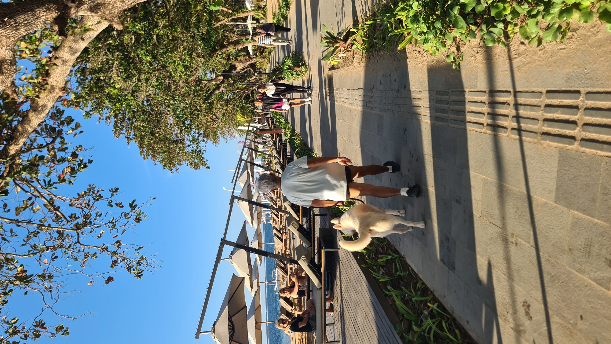 The image depicts a sunny day scene at a beach promenade in Denpasar, Indonesia. In the foreground, a person with gray hair is walking a light-colored dog on a leash along a paved walkway. The walkway is bordered by green foliage on the right and a wooden deck with lounge chairs and umbrellas on the left, leading to the sandy beach and the ocean. Several people are visible in the background, relaxing on lounge chairs and walking along the promenade. The sky is clear blue, and the sunlight casts long shadows, indicating it is likely late afternoon. The overall atmosphere is one of leisure and recreation.