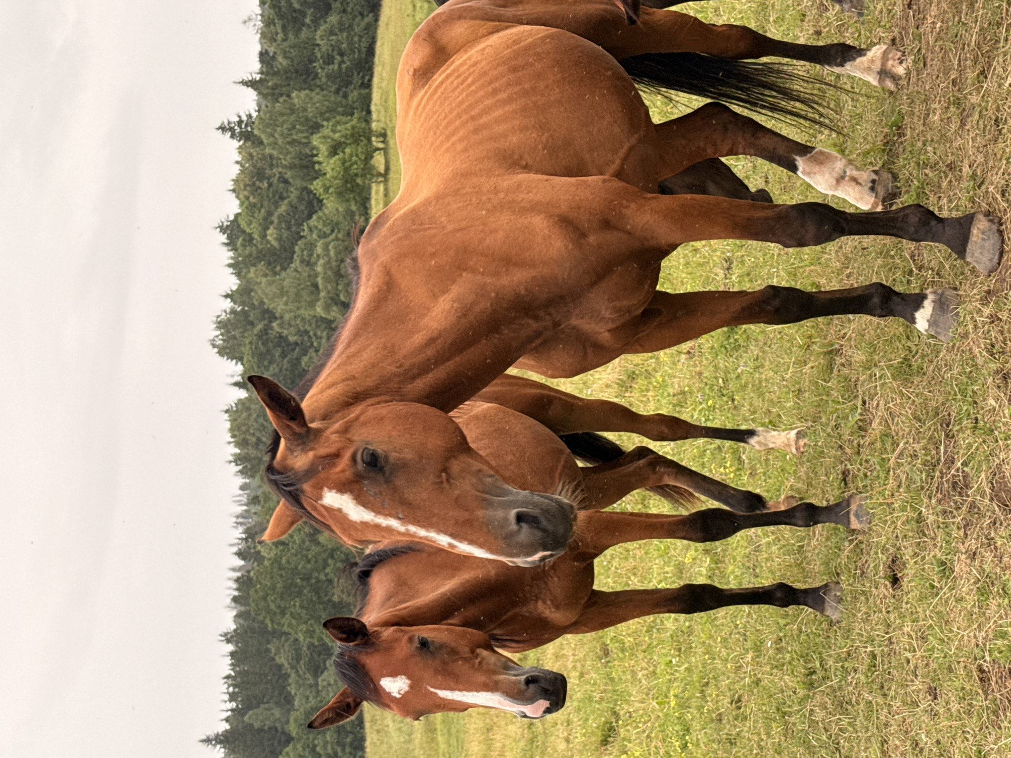 The image shows two brown horses standing in a grassy field, with a forest in the background. The horse in the foreground is larger and closer to the camera, its ribs are visible, suggesting it may be underweight. The horse in the background is smaller and positioned slightly behind the foreground horse. Both horses have white markings on their faces and legs. The sky is overcast, and the overall lighting is soft. The scene appears to be a rural area, likely a farm or pasture, in or near Galinė, Lithuania, given the prevalence of forests typical of the Lithuanian landscape.