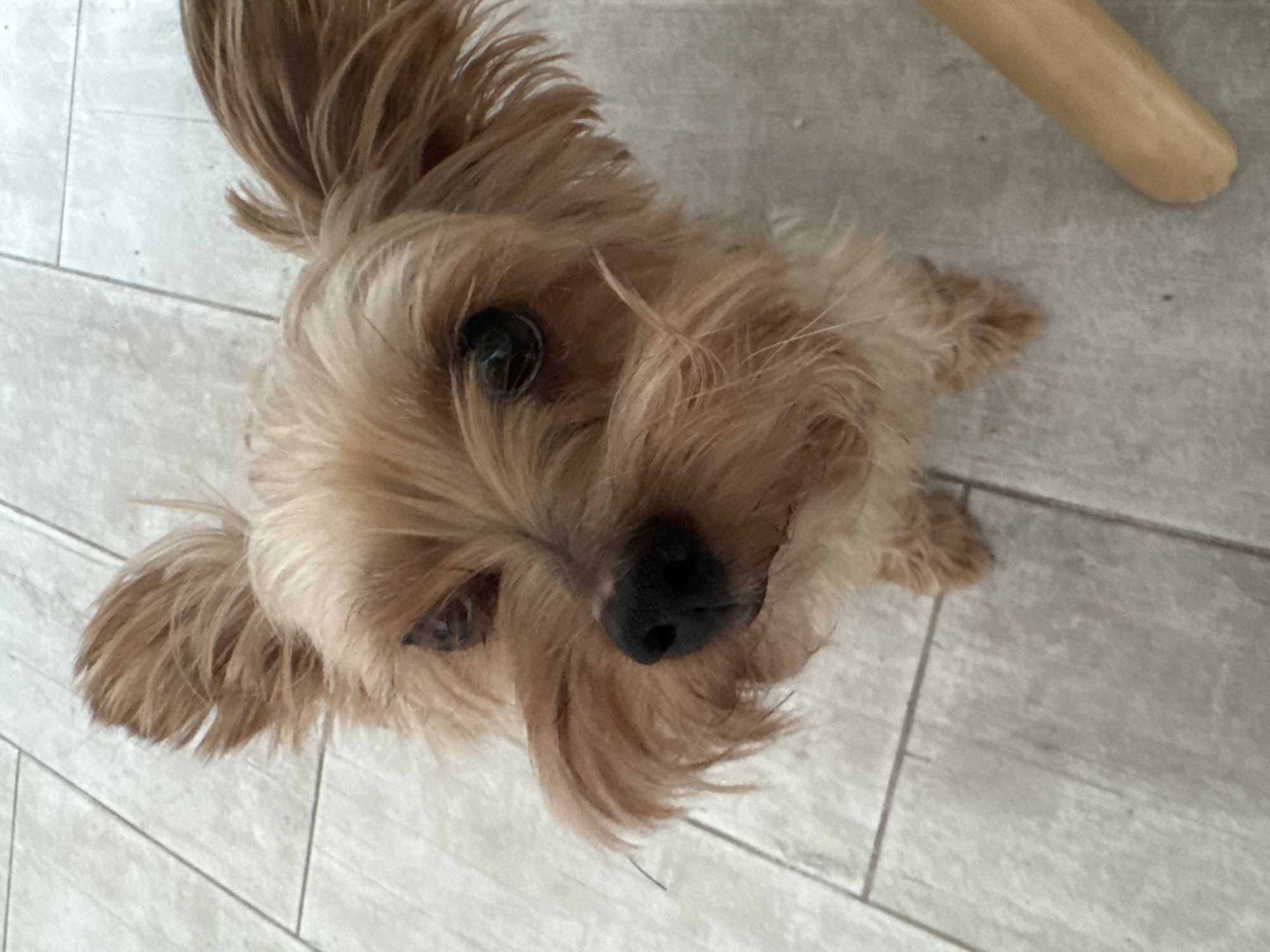 A close-up, high-angle shot features a small, tan Yorkshire Terrier sitting on a light-colored tiled floor. The dog's fur is light brown, and its ears are perked up. Its dark nose and eyes are prominent. The floor is composed of rectangular tiles with visible grout lines. A portion of a light-brown wooden object, possibly a chair leg, is visible in the lower right corner of the frame. The dog appears to be looking directly at the camera. The scene is devoid of any human presence. The location in the Agios Tychona Community, Cyprus is not discernible from the visual information provided in the image.