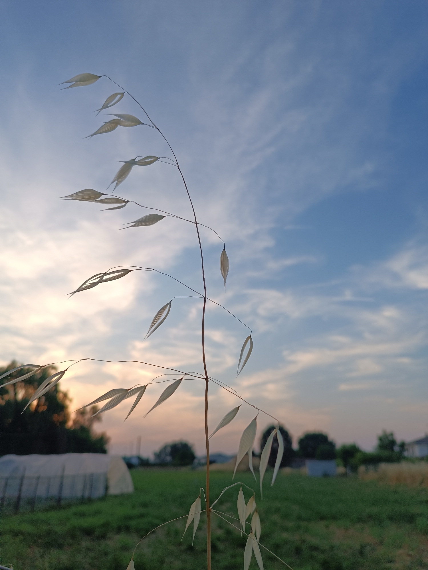 The image features a stem of oat or similar grain in the foreground, with pale, papery seed heads hanging from delicate branches. The stem is brown and slender, contrasting with the lighter color of the seeds. The background depicts a rural scene at twilight. The sky is a gradient of blue and orange, suggesting sunset or sunrise. There is a green field in the middle ground, dotted with trees and buildings. A white greenhouse-like structure is visible in the left middle ground. Based on the location provided, Viadana, Italy, the image likely captures an agricultural setting within that region. No people are visible. The scene is static and portrays the natural environment.