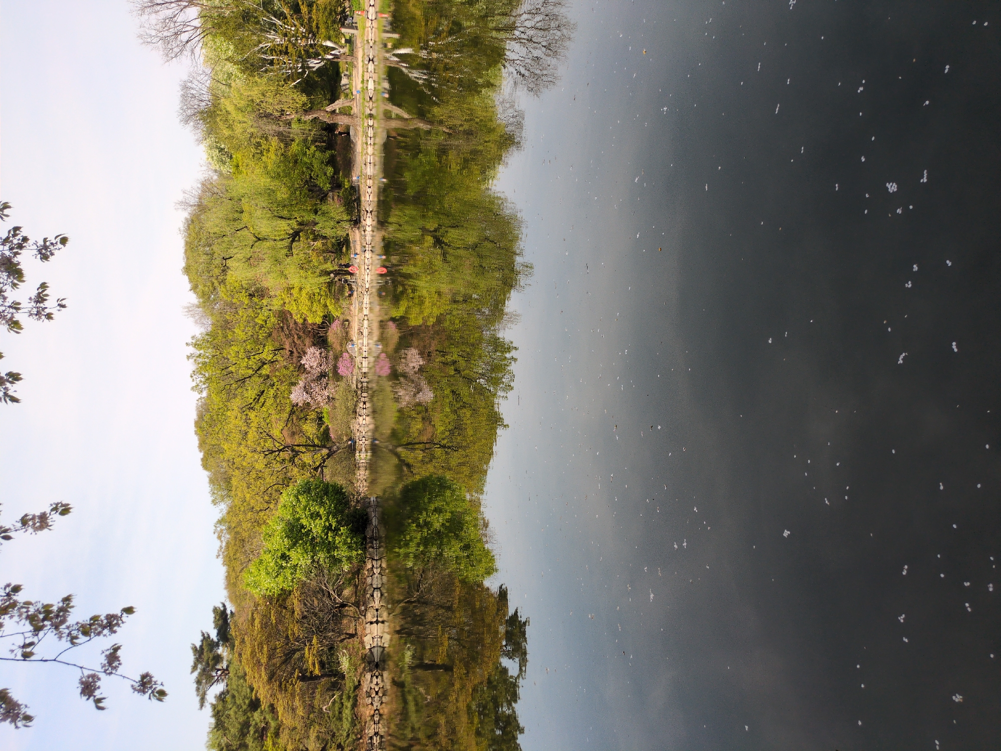 The image depicts a long, narrow lake in Seoul, South Korea, reflecting the surrounding landscape. The water surface is dark and speckled with what appears to be fallen blossoms or other small floating debris. On either side of the lake, lush greenery is reflected, showing a variety of trees with green foliage, some with hints of pink blossoms. A path or walkway runs along the edge of the lake, visible in the reflection. In the upper left corner, branches with budding leaves are partially visible against a light sky. The image is oriented with the lake running vertically, creating a mirrored effect.