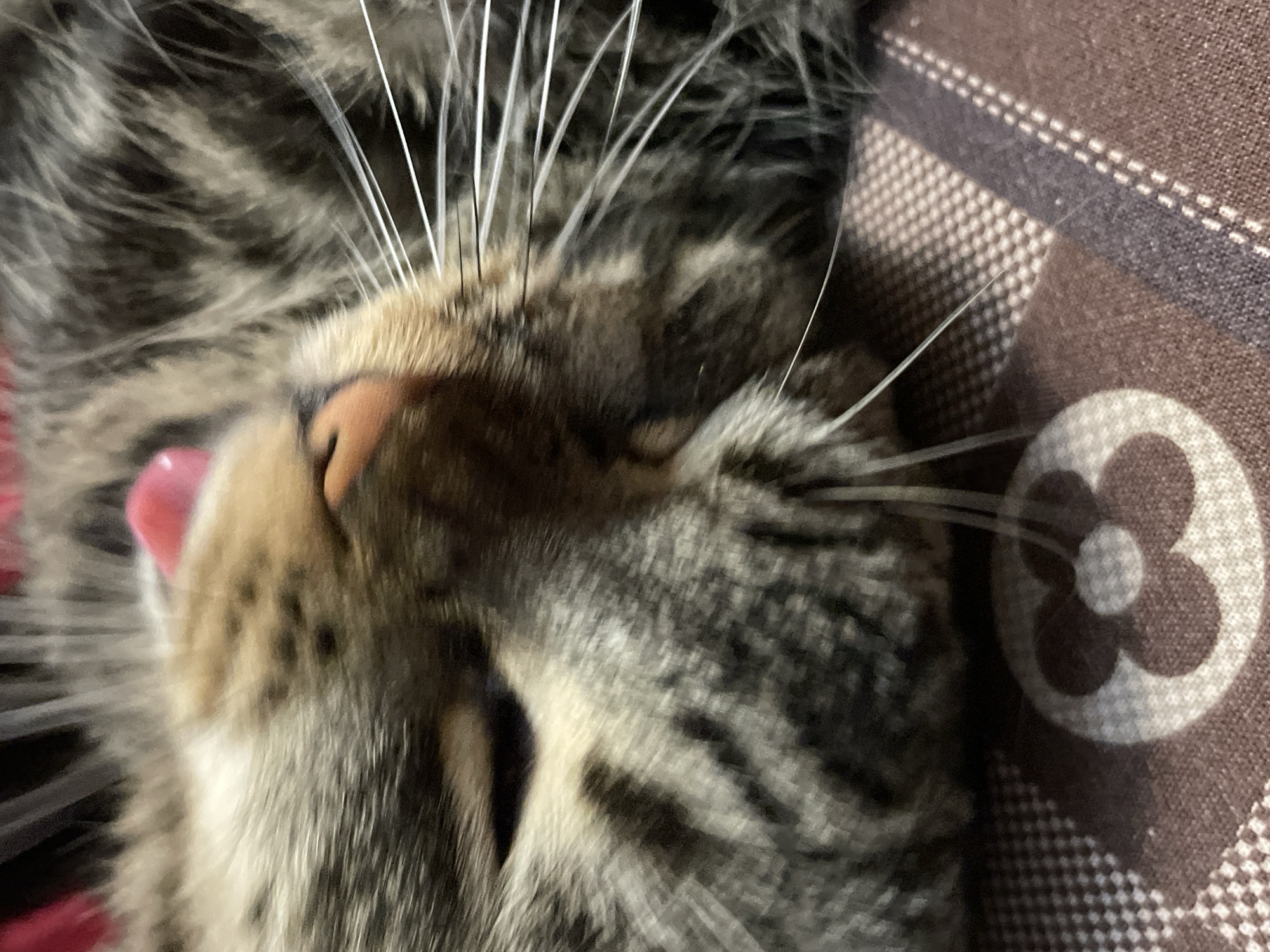 A close-up, angled shot captures the face of a sleeping cat. The cat's fur is a mix of grey, black, and brown stripes. Its eyes are closed, and its pink tongue is slightly sticking out. Long white whiskers fan out from its snout. The cat appears to be lying on a brown fabric with a repeating pattern of white circular symbols. The background is dark and out of focus. No specific location in Cherkasy, Ukraine, can be determined from this image.