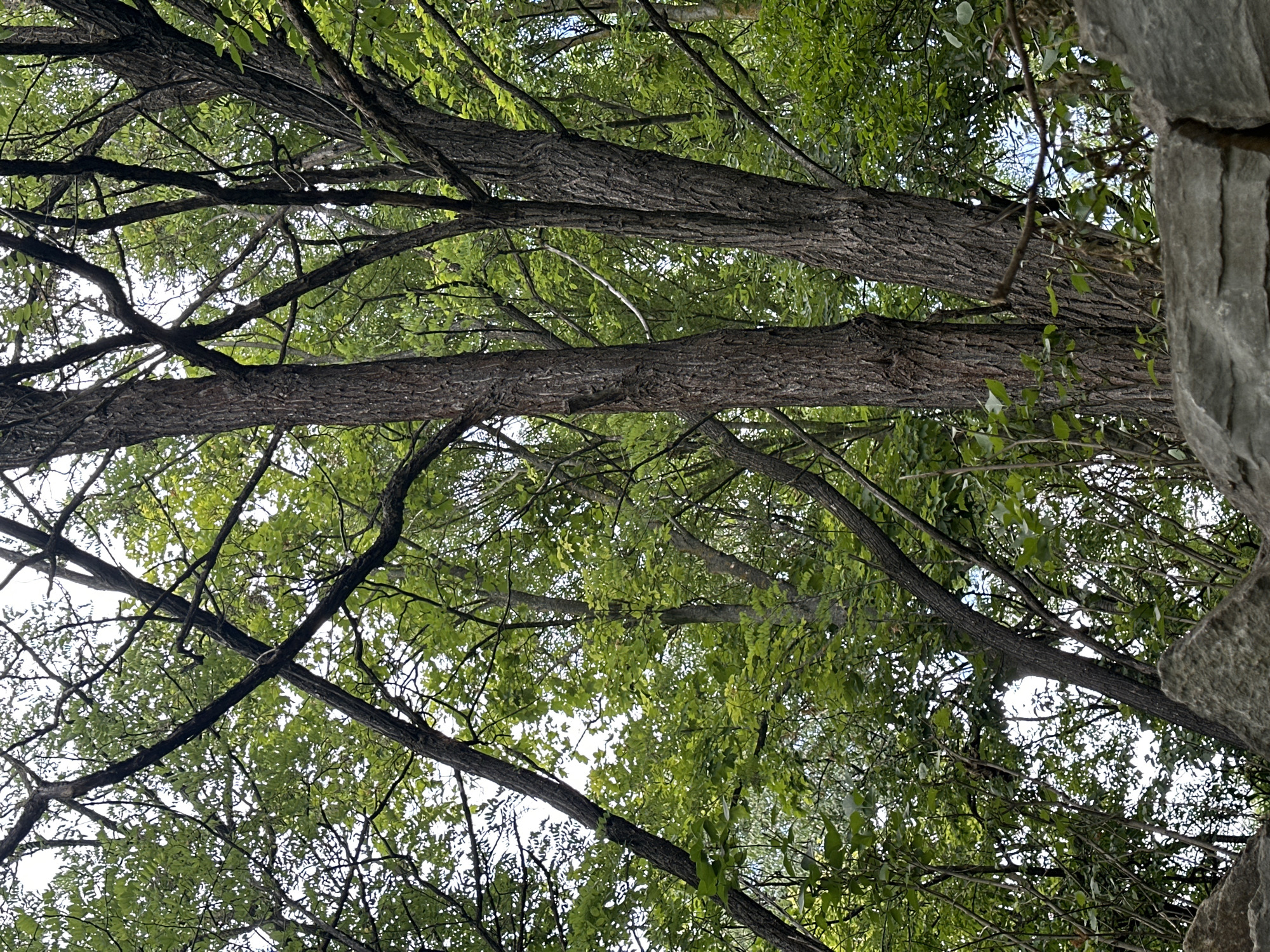 The image captures a dense forest canopy with a variety of tree trunks and branches silhouetted against a bright sky. In the foreground, large, rough-textured grey rocks are visible, suggesting a natural, uneven terrain. The leaves are lush and green, indicating a temperate season, likely late spring or summer. The lighting suggests it is daytime, with the sky providing a bright, diffused illumination through the foliage. The composition is dominated by the natural elements of trees and rocks, with no human presence or man-made structures immediately apparent. The scene evokes a sense of untouched nature within a wooded area. There is no specific information within the image that indicates it is located in the city of Makiv, Ukraine.